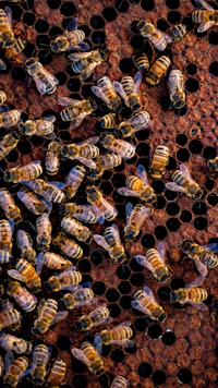 A group of bees sitting on top of a honeycomb