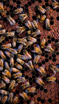 A group of bees sitting on top of a honeycomb
