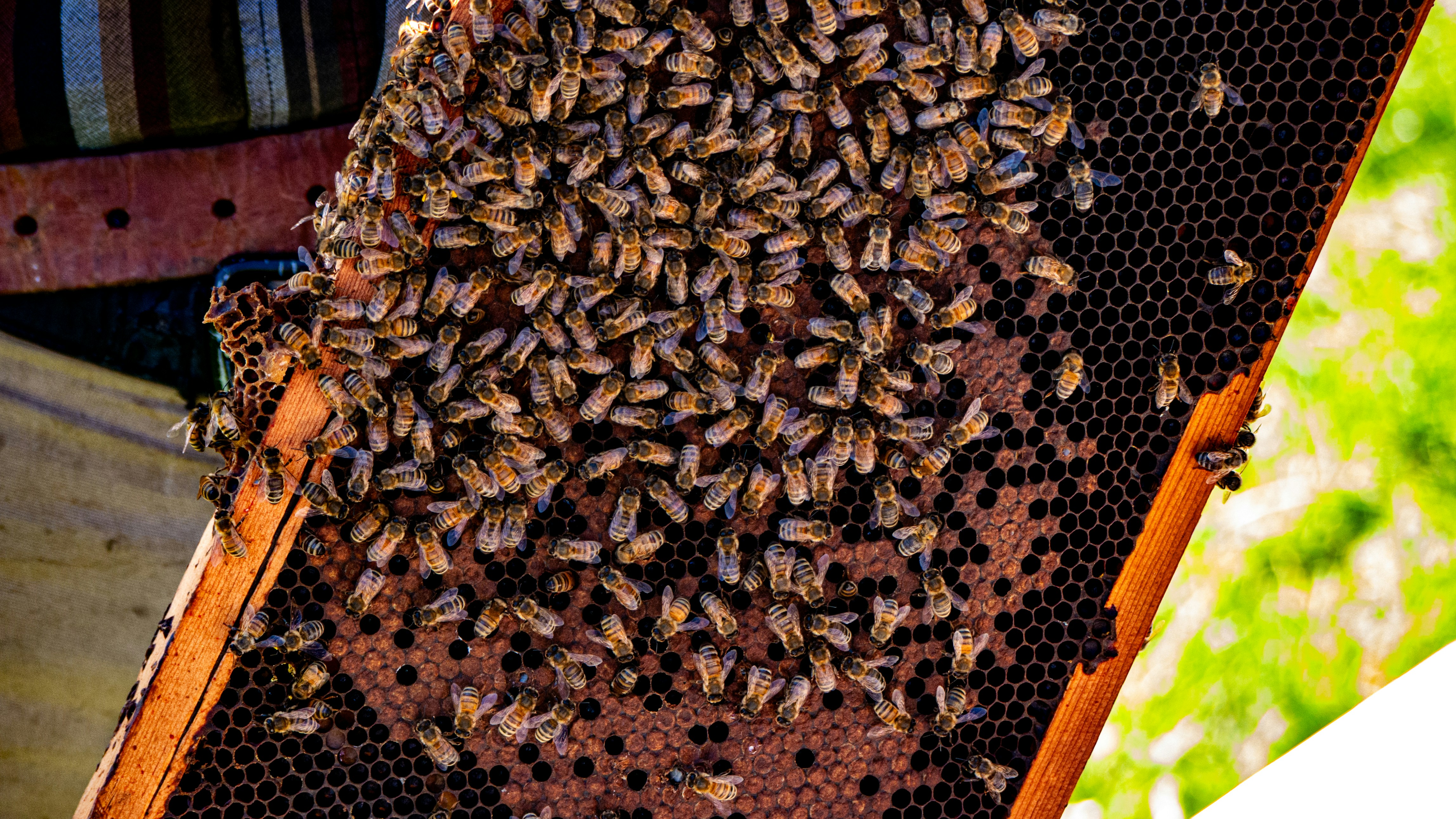 photo 1738038072103 46736a0f08ea?crop=entropy&cs=tinysrgb&fit=max&fm=jpg&ixid=M3w1MjQ0NjR8MHwxfHNlYXJjaHwxNXx8UGVzdCUyMENvbnRyb2wlMjBTZXJ2aWNlJTIwTWFudGVjYSUyMENhbGlmb3JuaWF8ZW58MHwwfHx8MTc2MDMxMjYyNnww&ixlib=rb 4.1