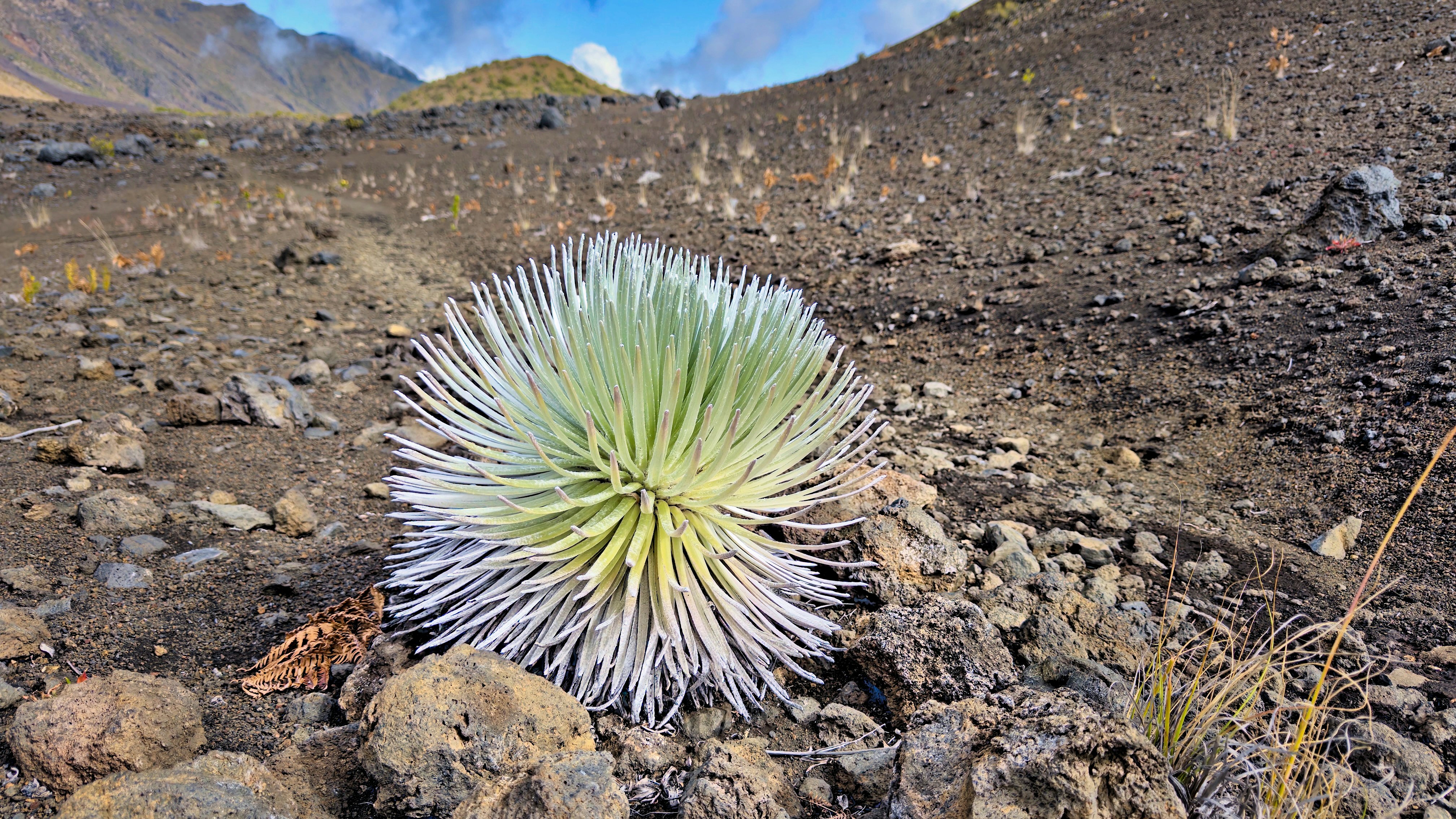 A small cactus sitting on top of a rocky hillside
