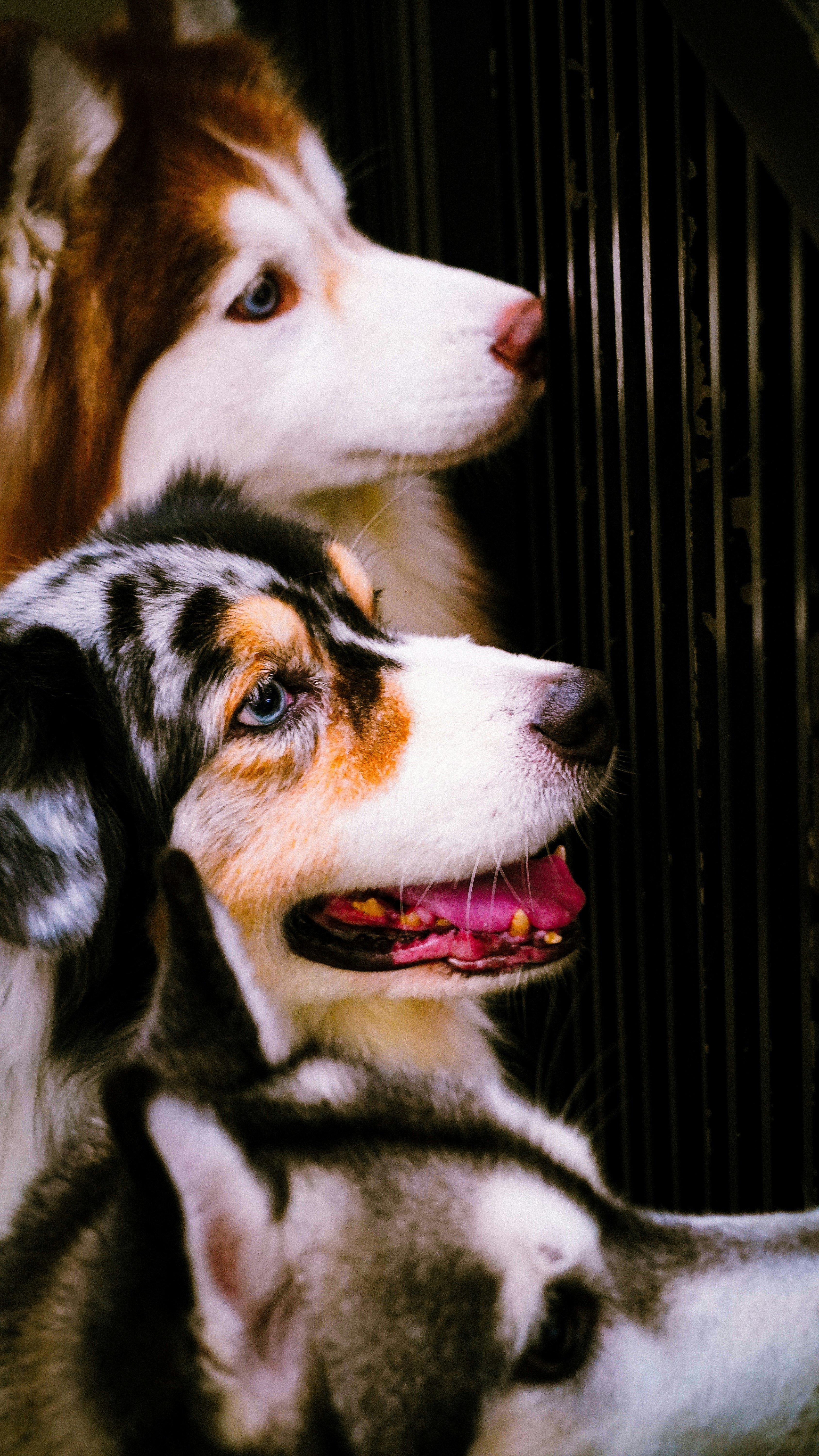 강아지 품종 유전자 검사 비용 및 방법 이미지1