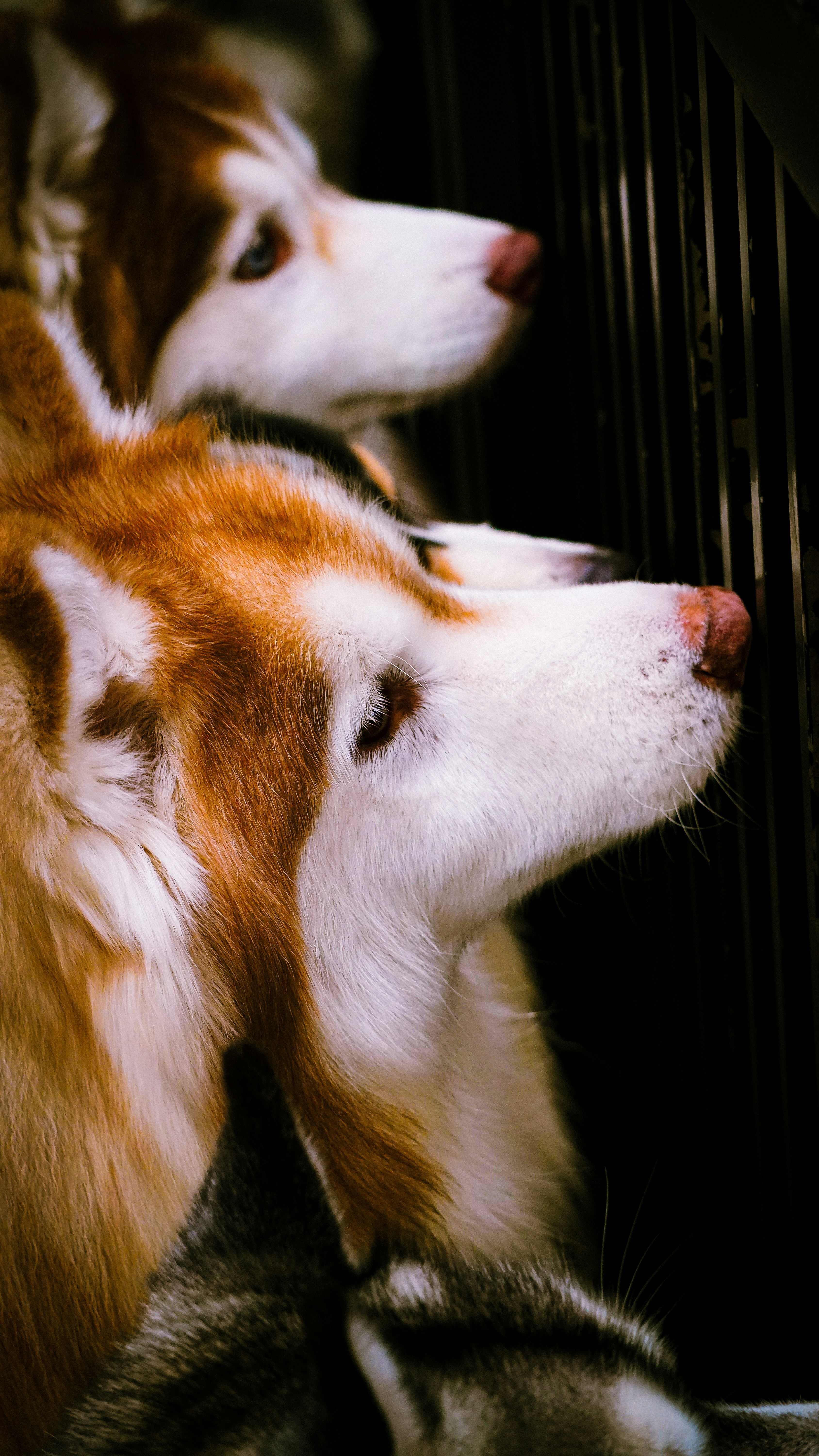 강아지 품종 유전자 검사 비용 및 방법 이미지2