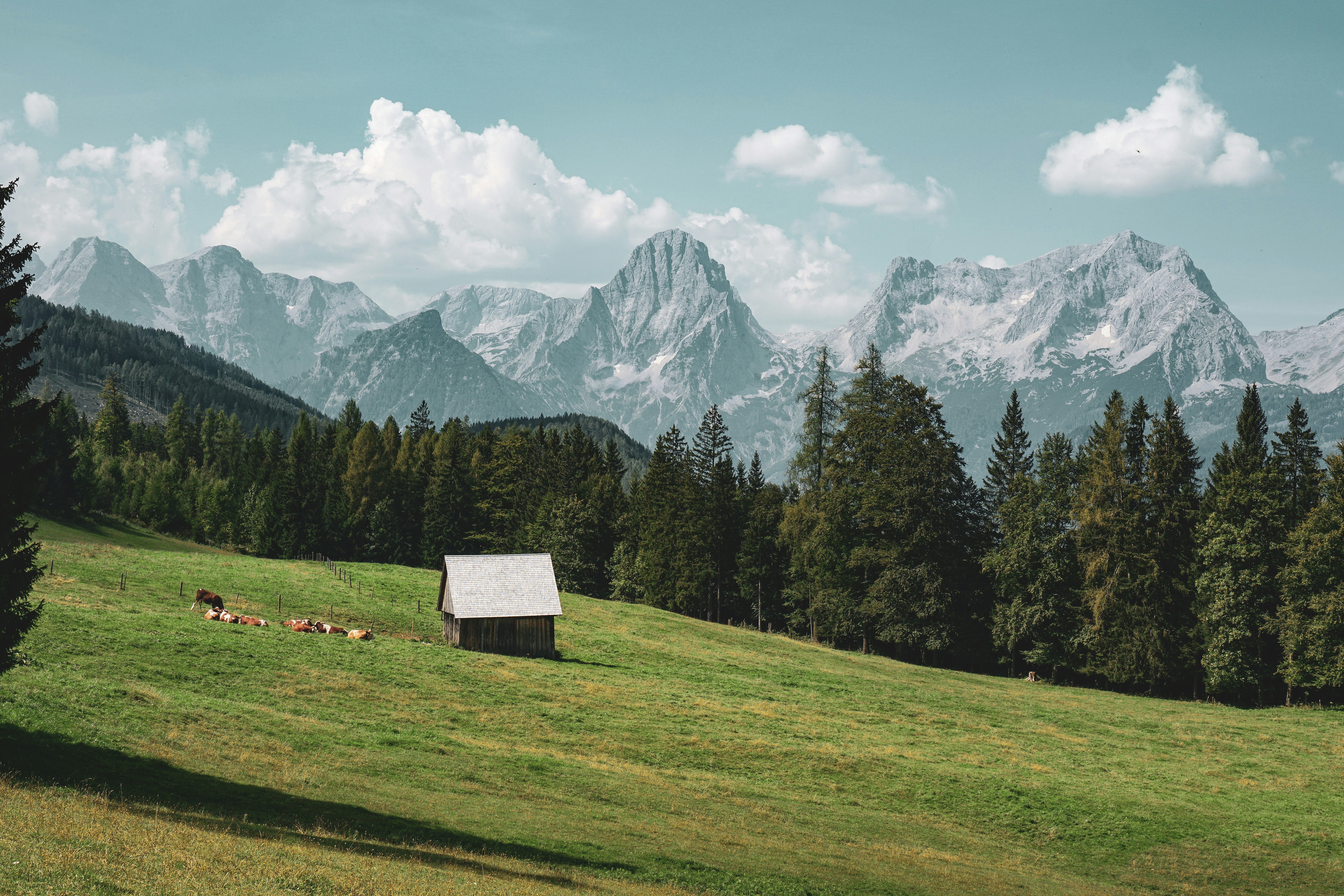 A grassy field with mountains in the background