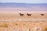 A herd of horses running across a dry grass field