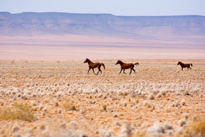 A herd of horses running across a dry grass field