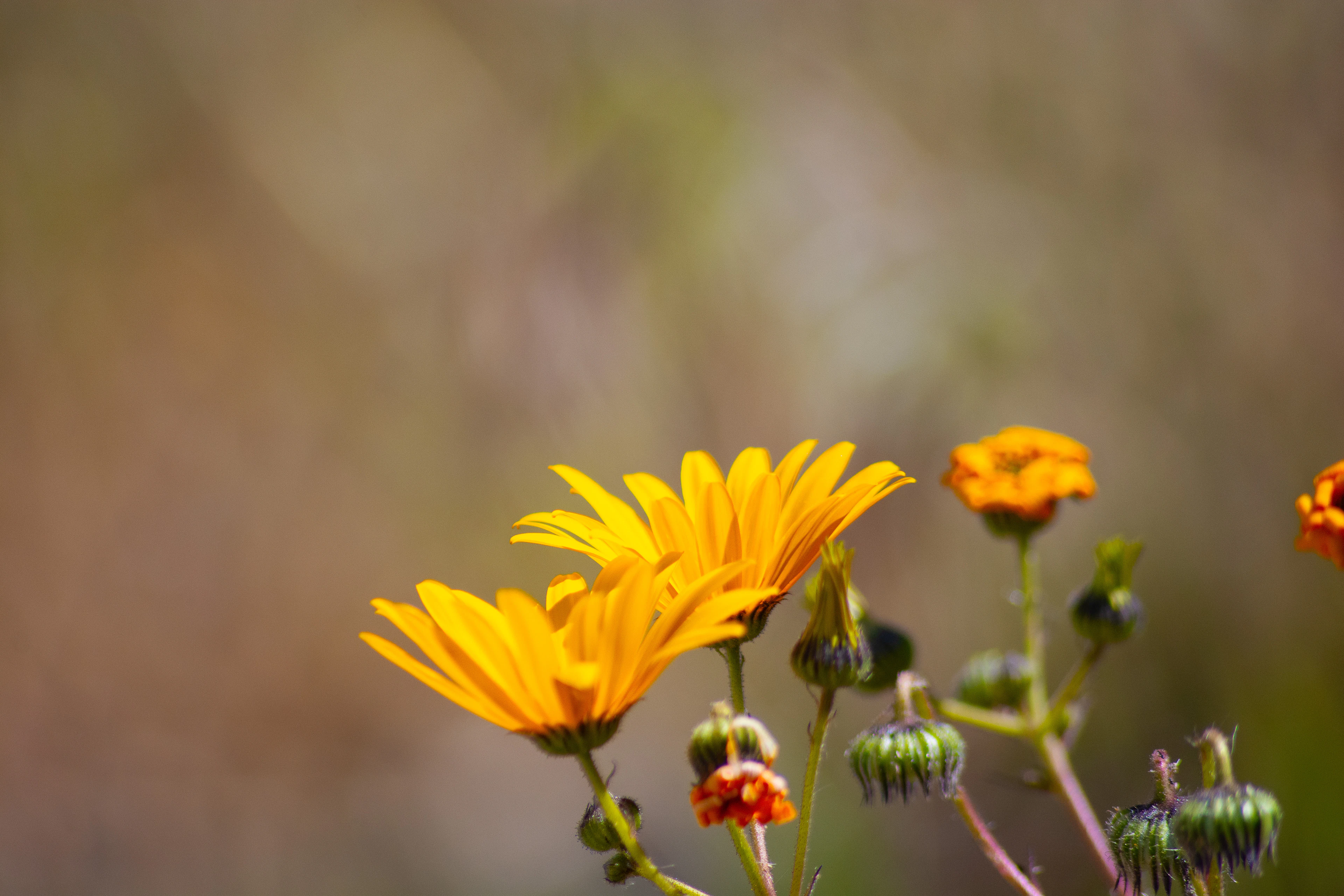 Yellow and orange wildflowers in Namaqualand