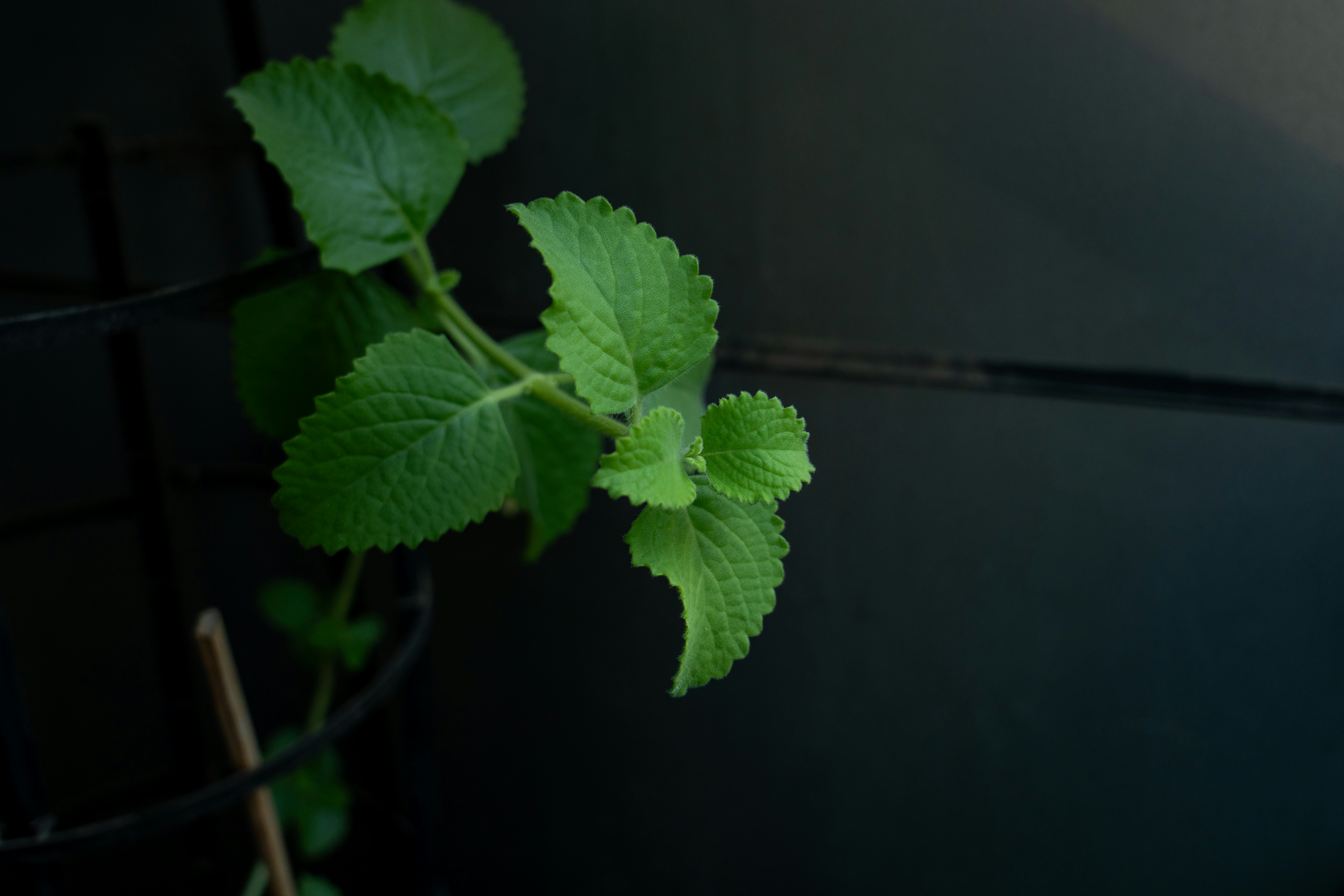 Ayurvedic Plants and Natural Wellness