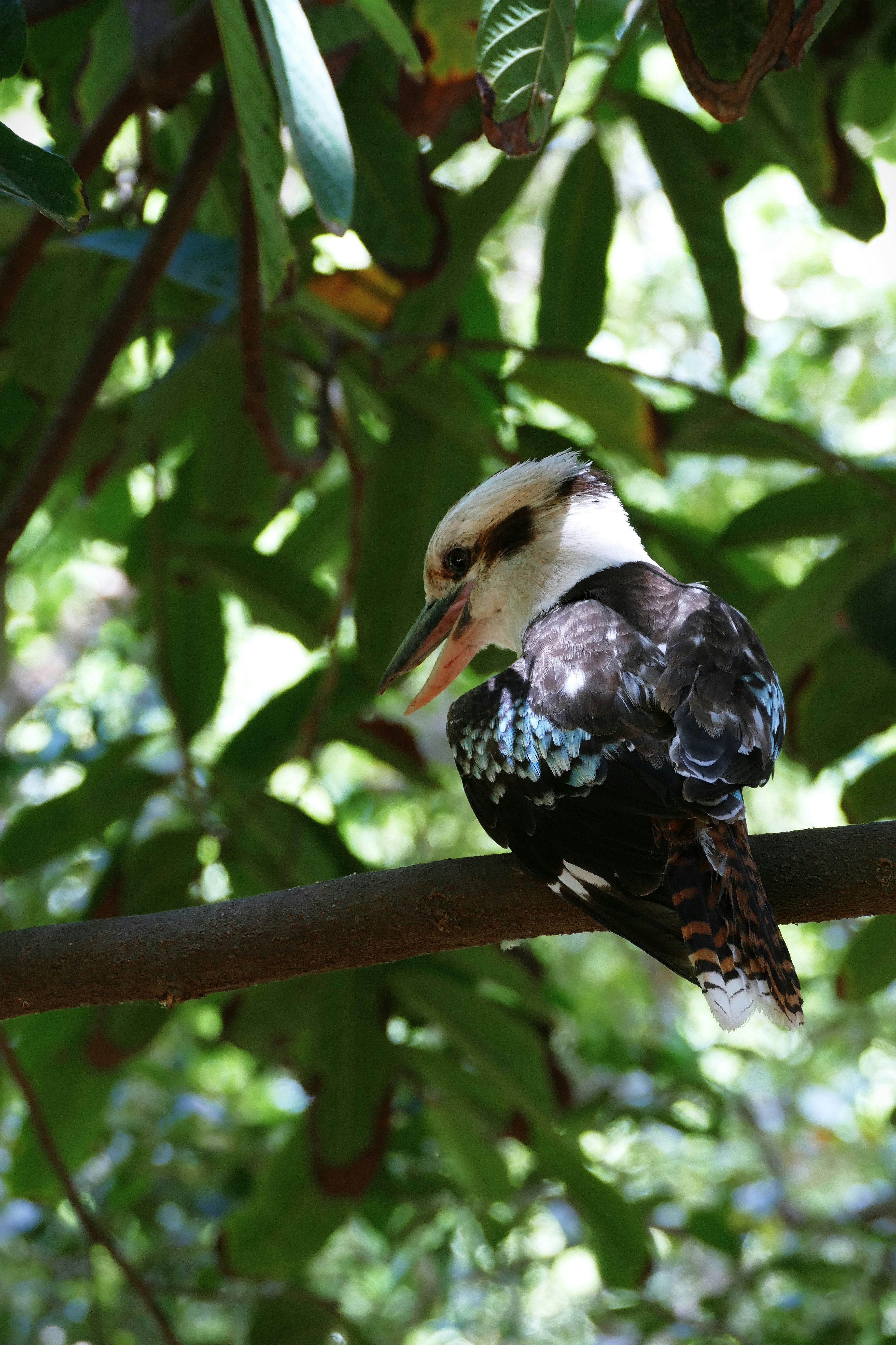 A bird sitting on a branch in a tree