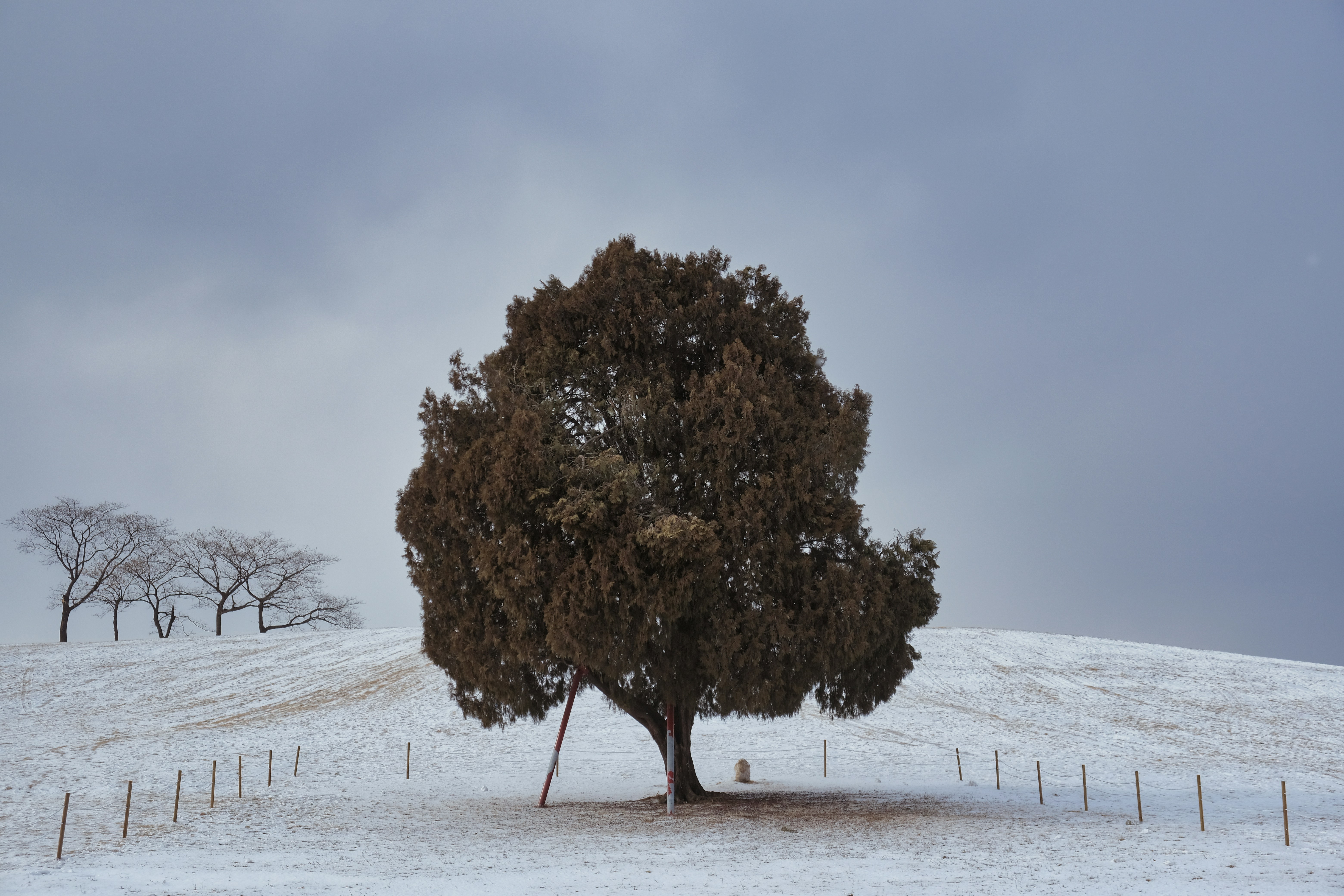 A lone tree stands in a snowy field