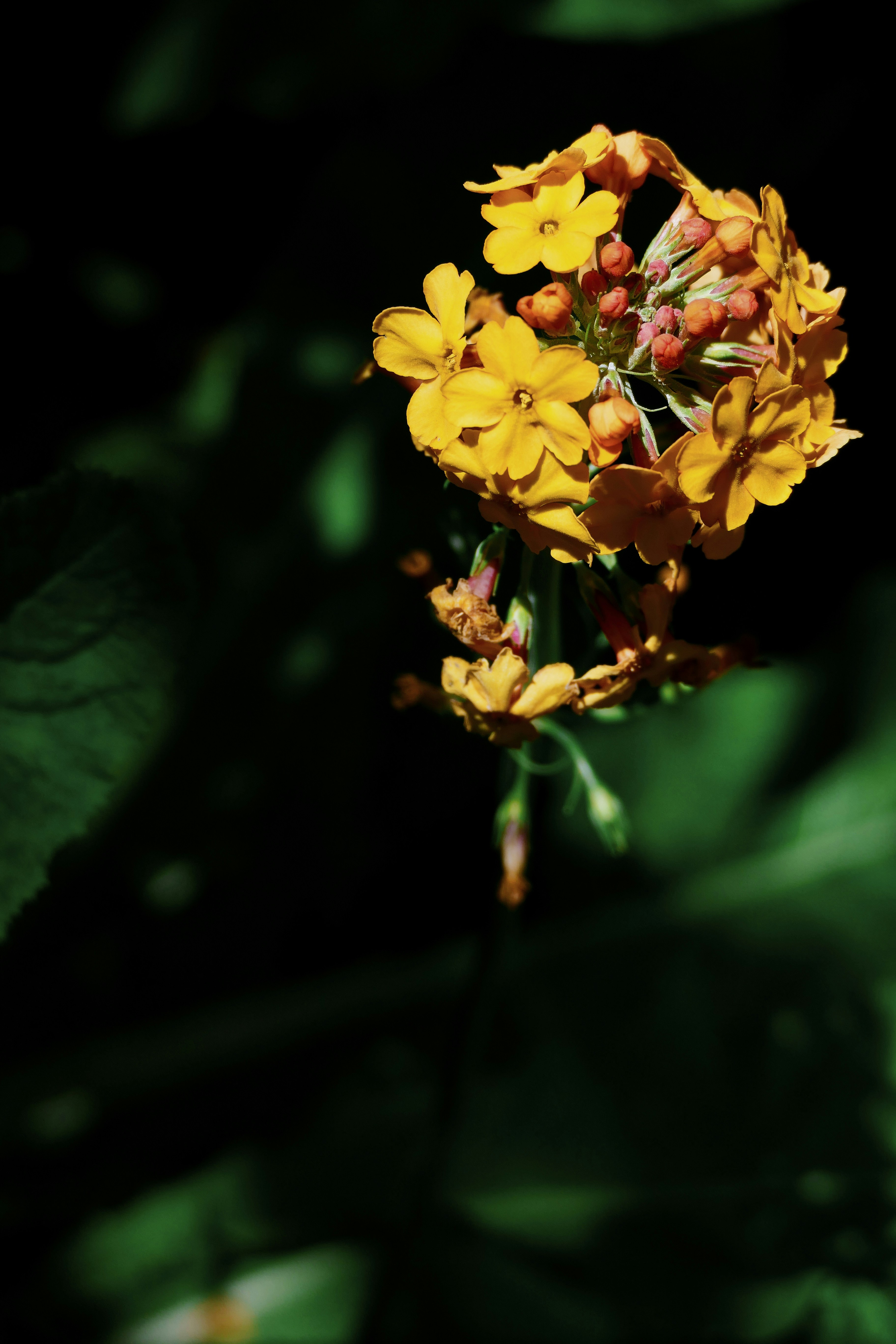 A yellow flower with green leaves in the background