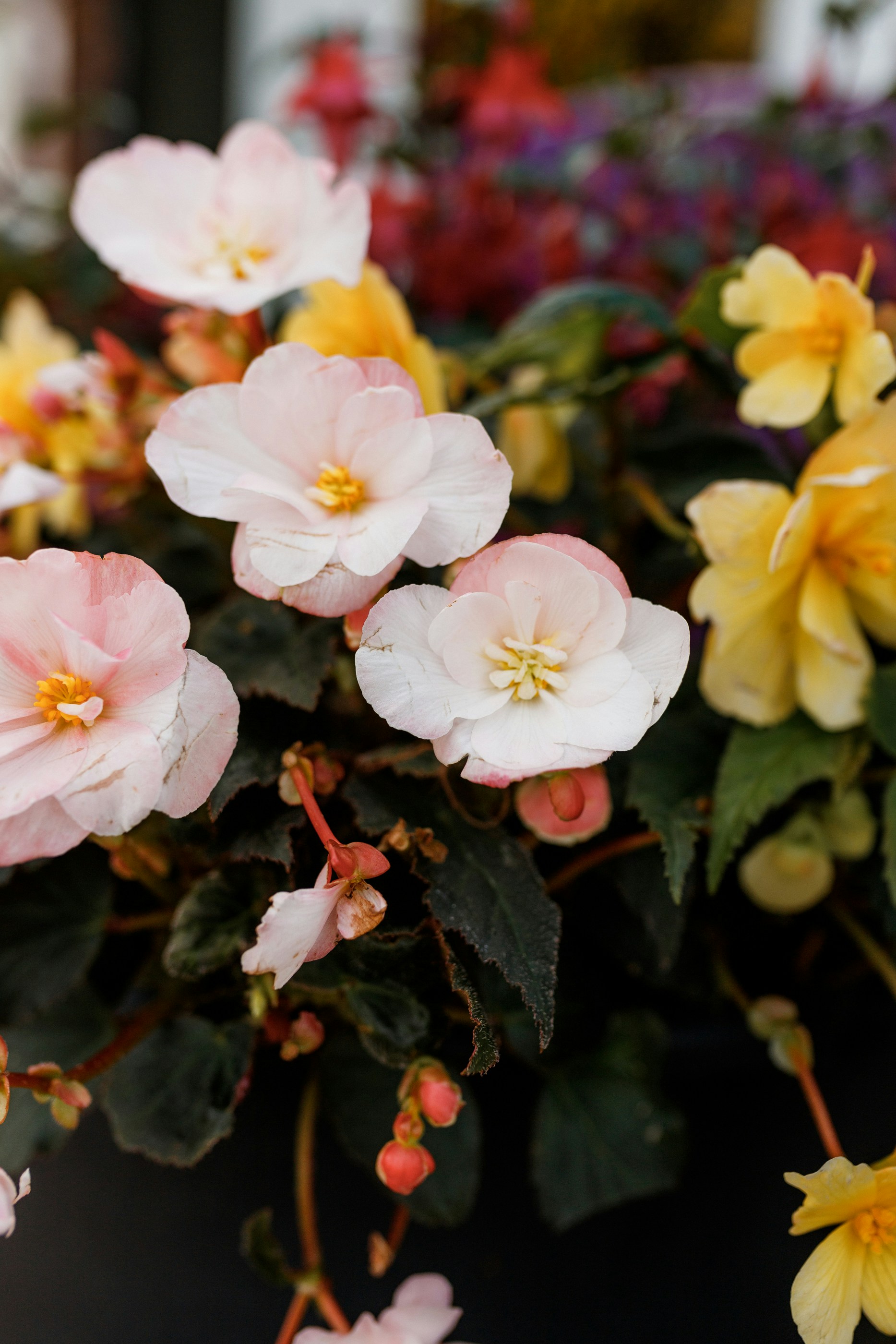 A bunch of flowers that are in a vase
