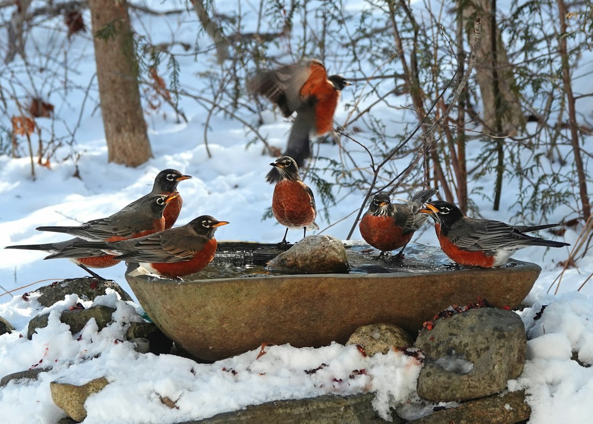 Flock of birds drinking from a bowl in the snow in winter