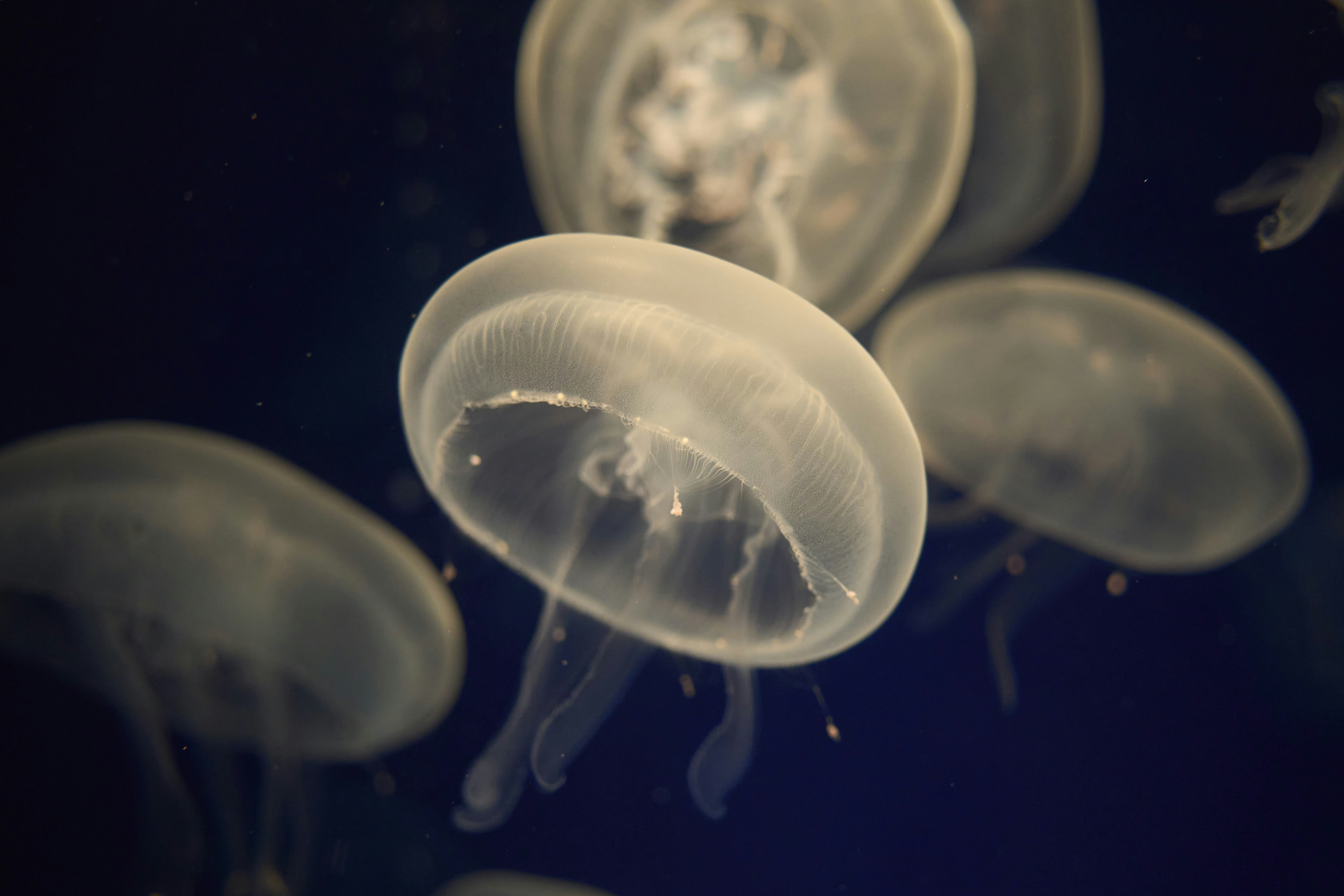 Photo by wolfgang_hasselmann