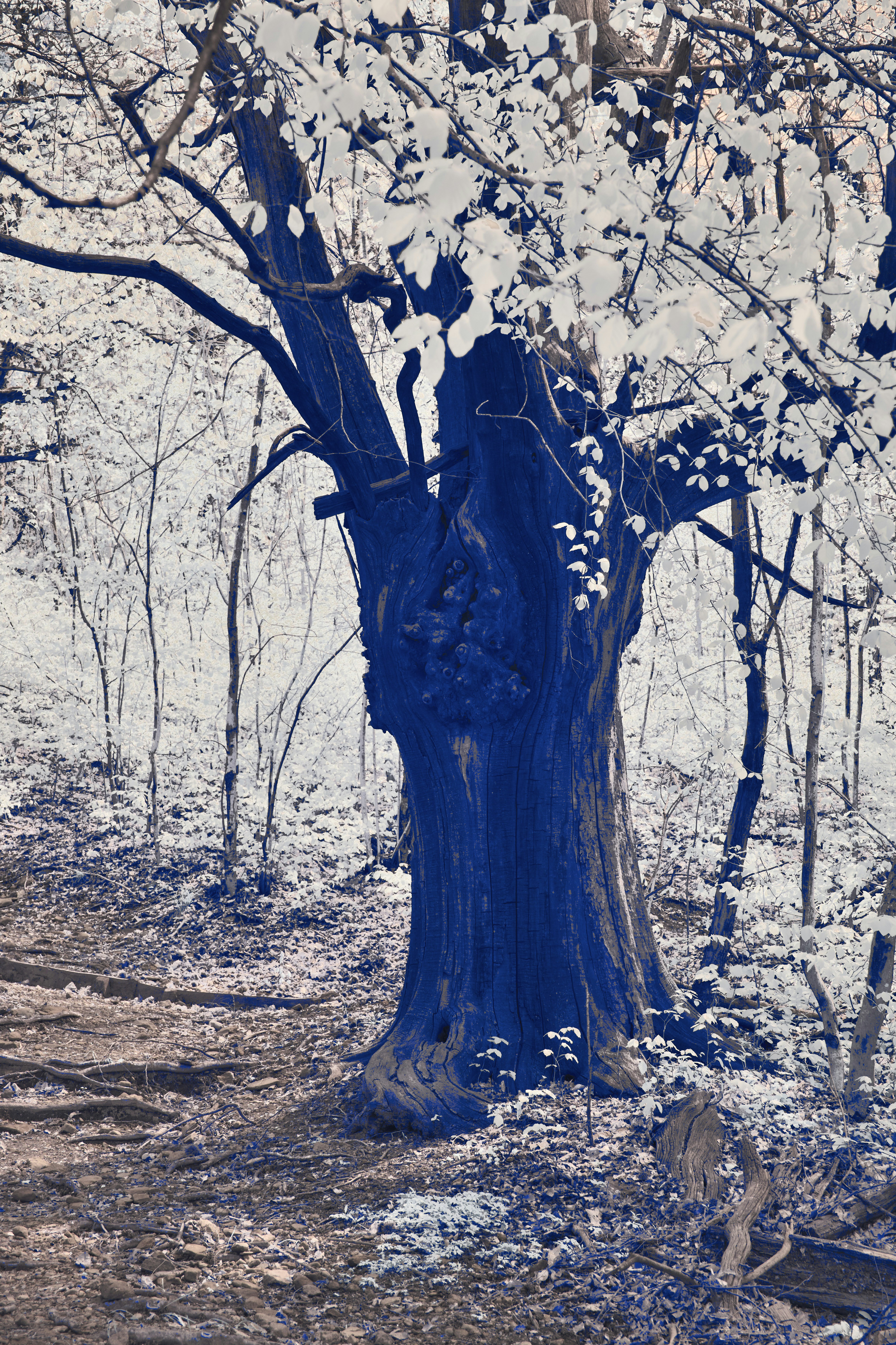 Photo by wolfgang_hasselmann