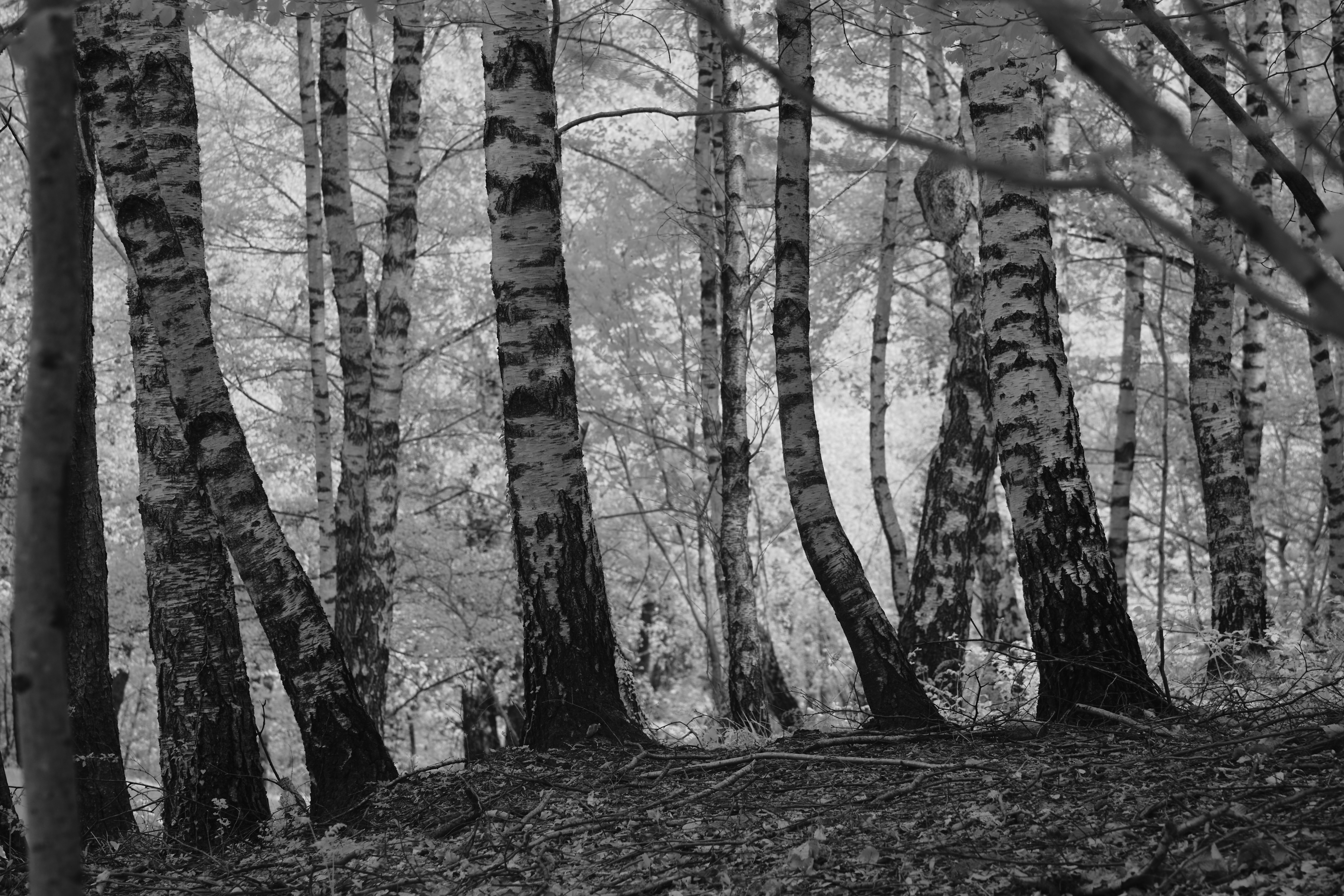 Photo by wolfgang_hasselmann