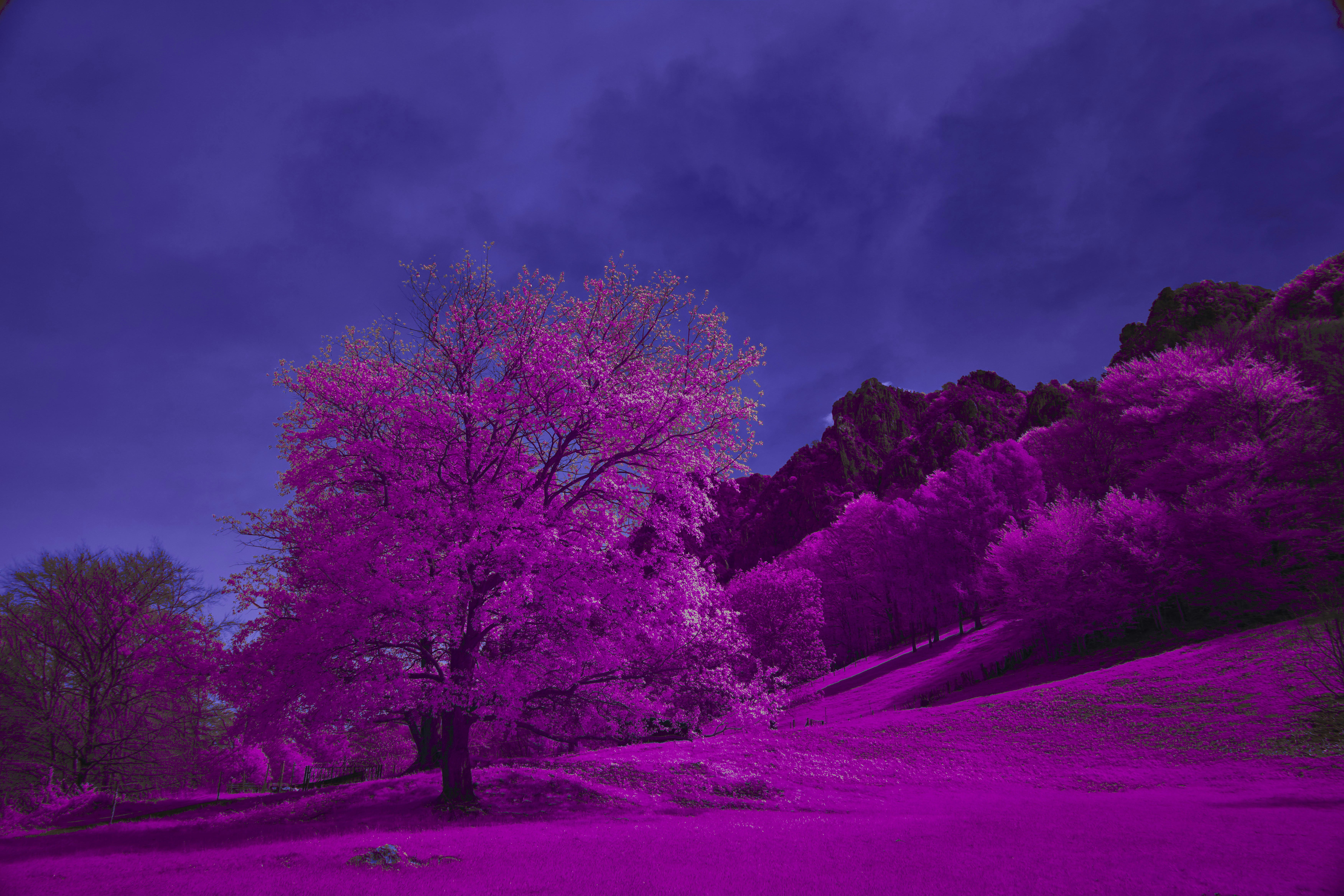 Photo by wolfgang_hasselmann