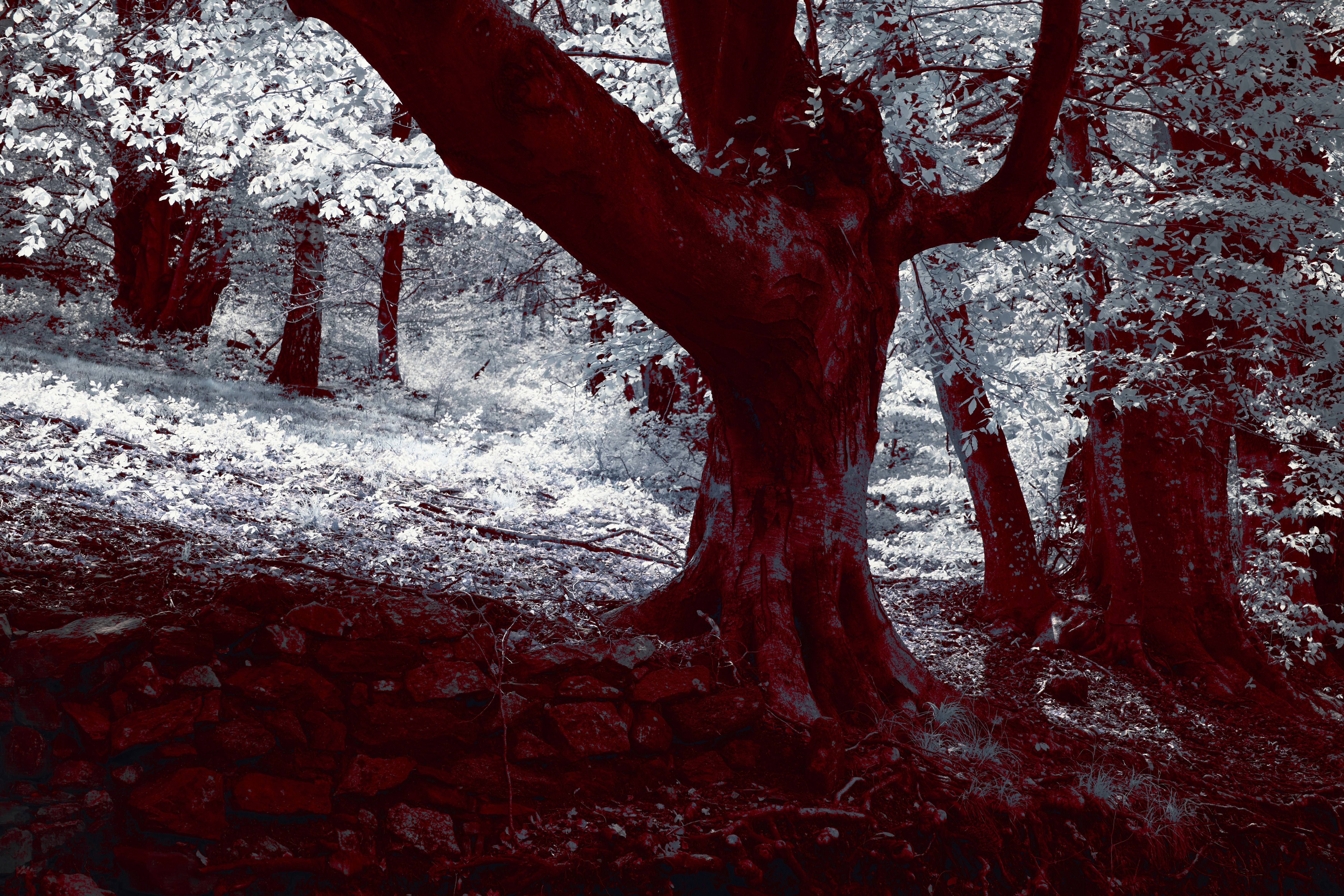 Photo by wolfgang_hasselmann