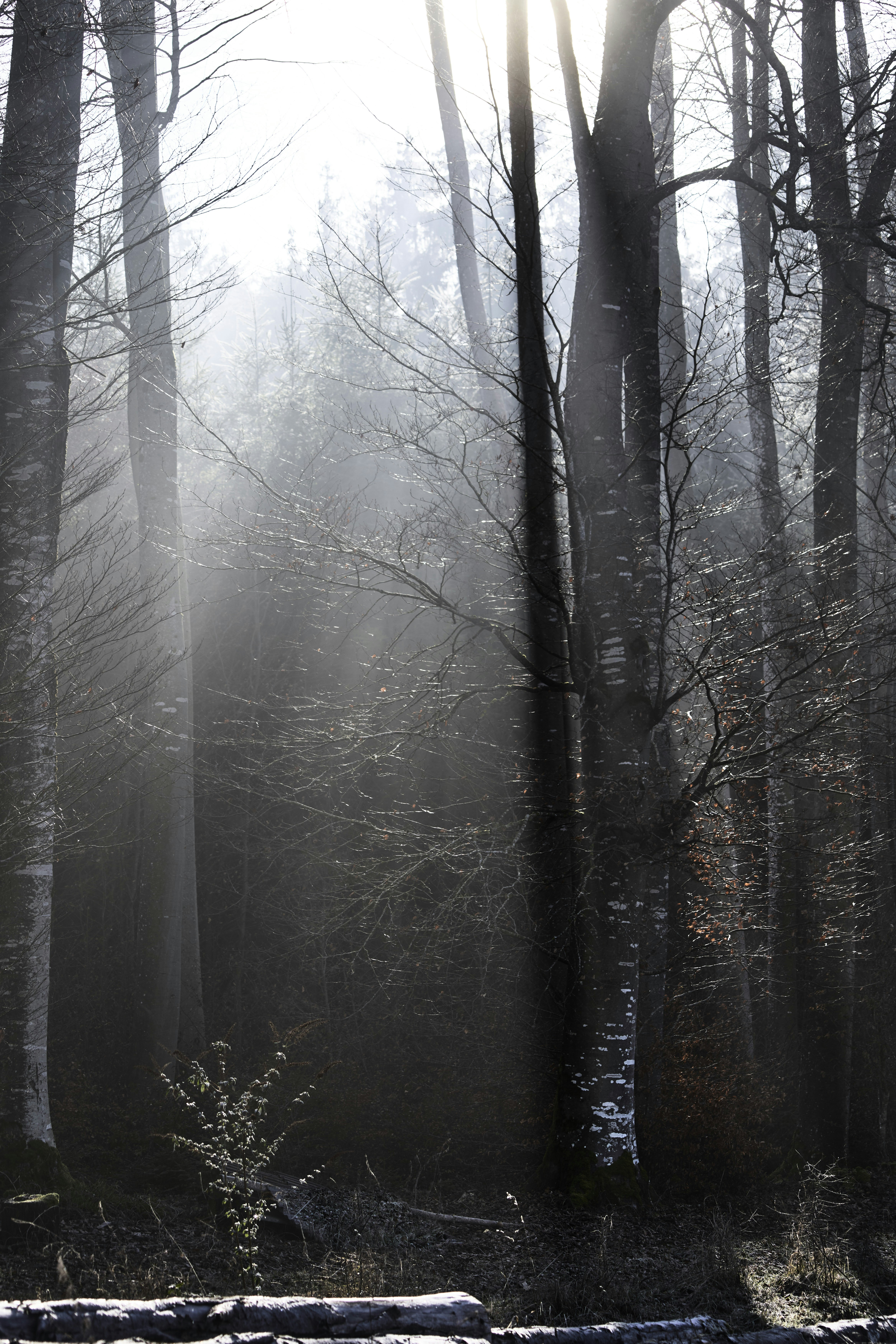 Photo by wolfgang_hasselmann