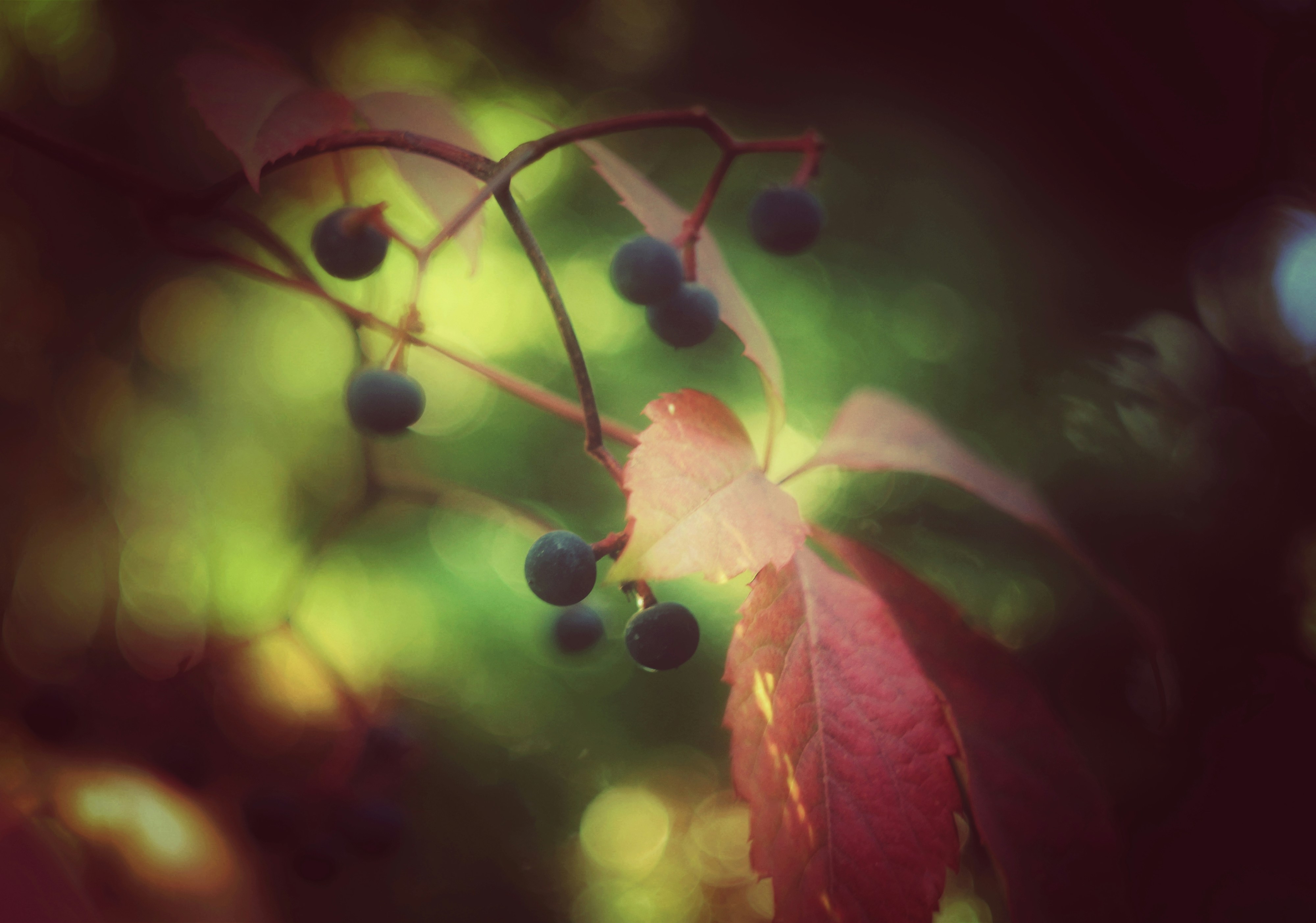 Photo by mineral_of_demon