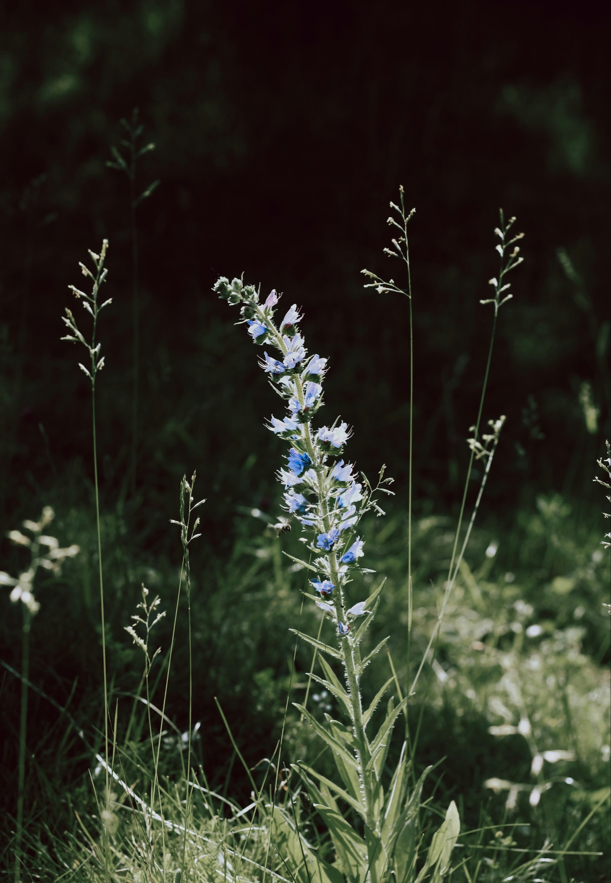 Photo by mineral_of_demon