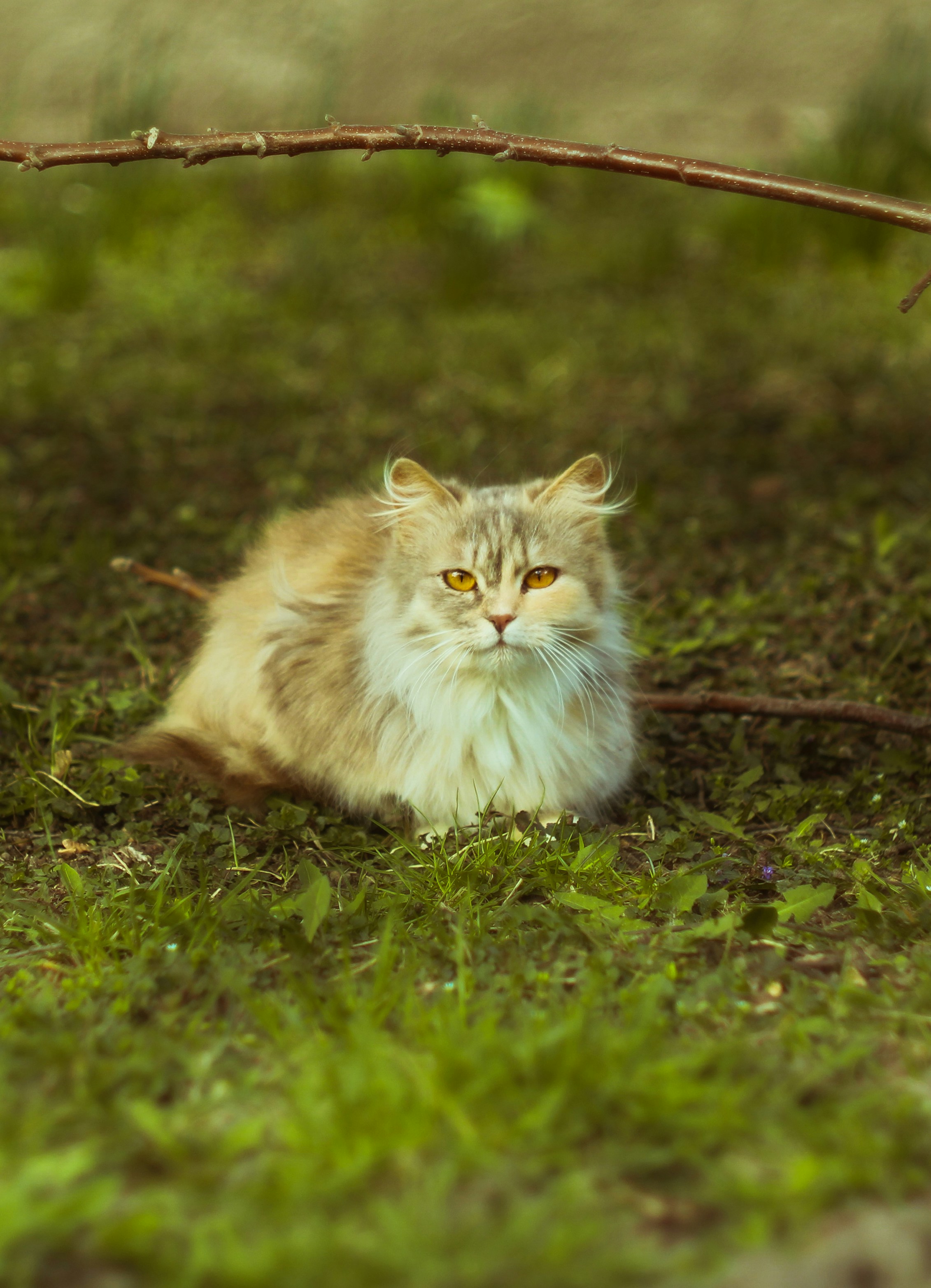 Why Some Cats Are More Attentive Than Others (image credits: unsplash)
