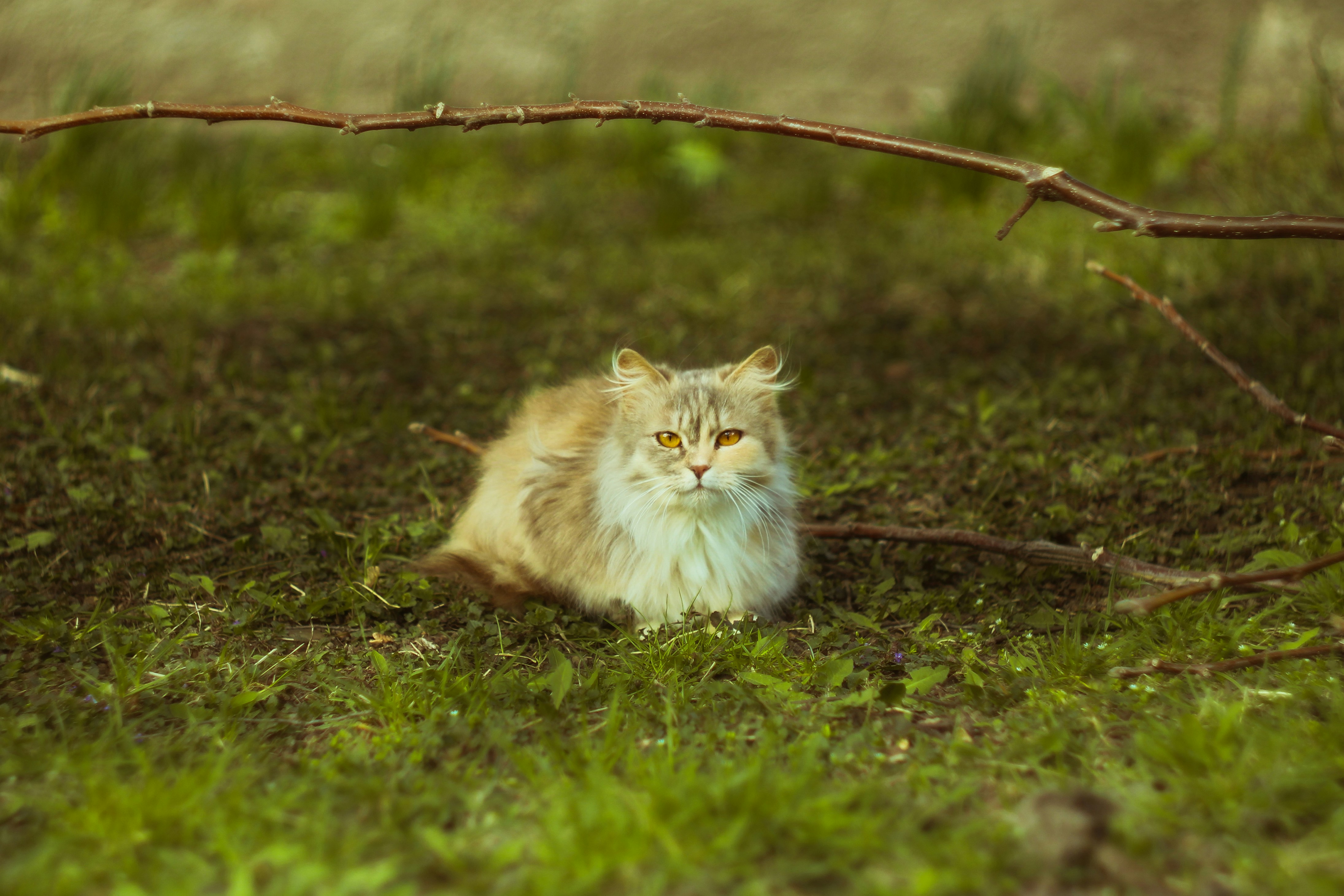 Photo by mineral_of_demon