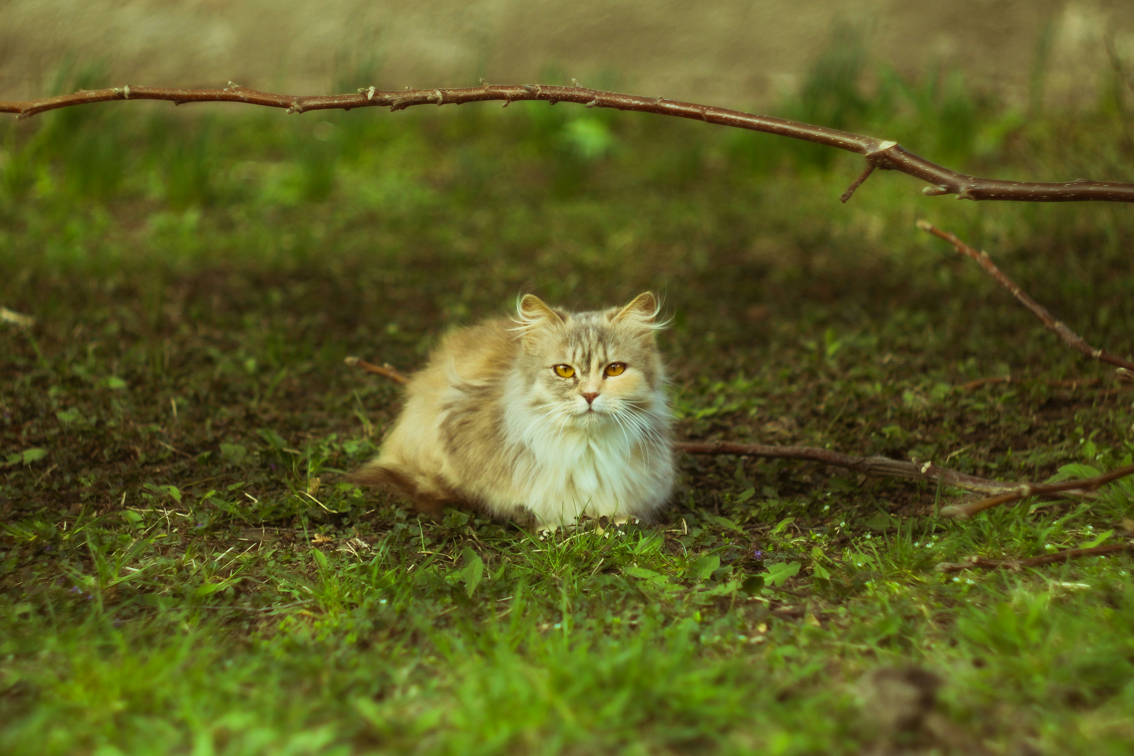 Photo by mineral_of_demon