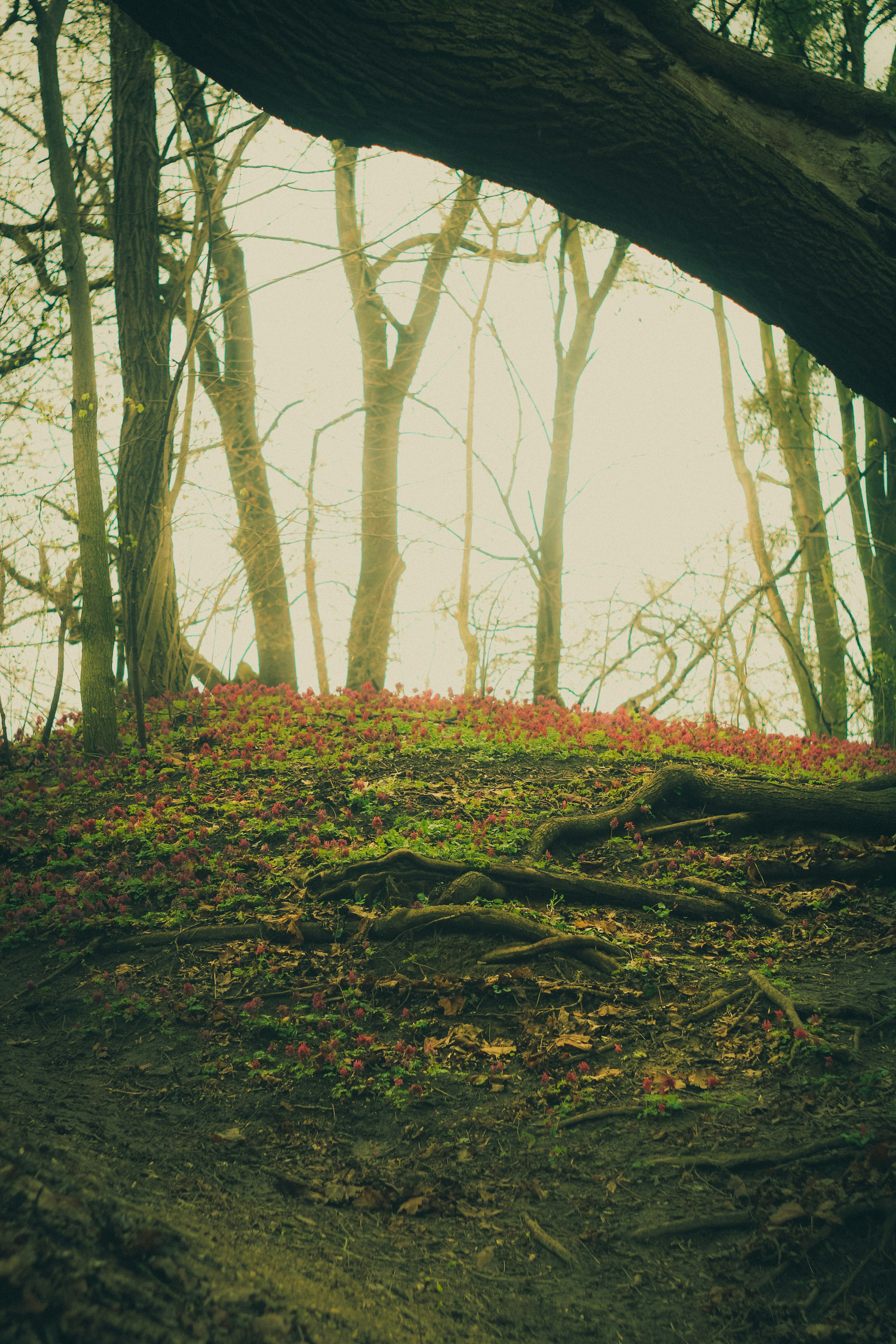 Photo by mineral_of_demon