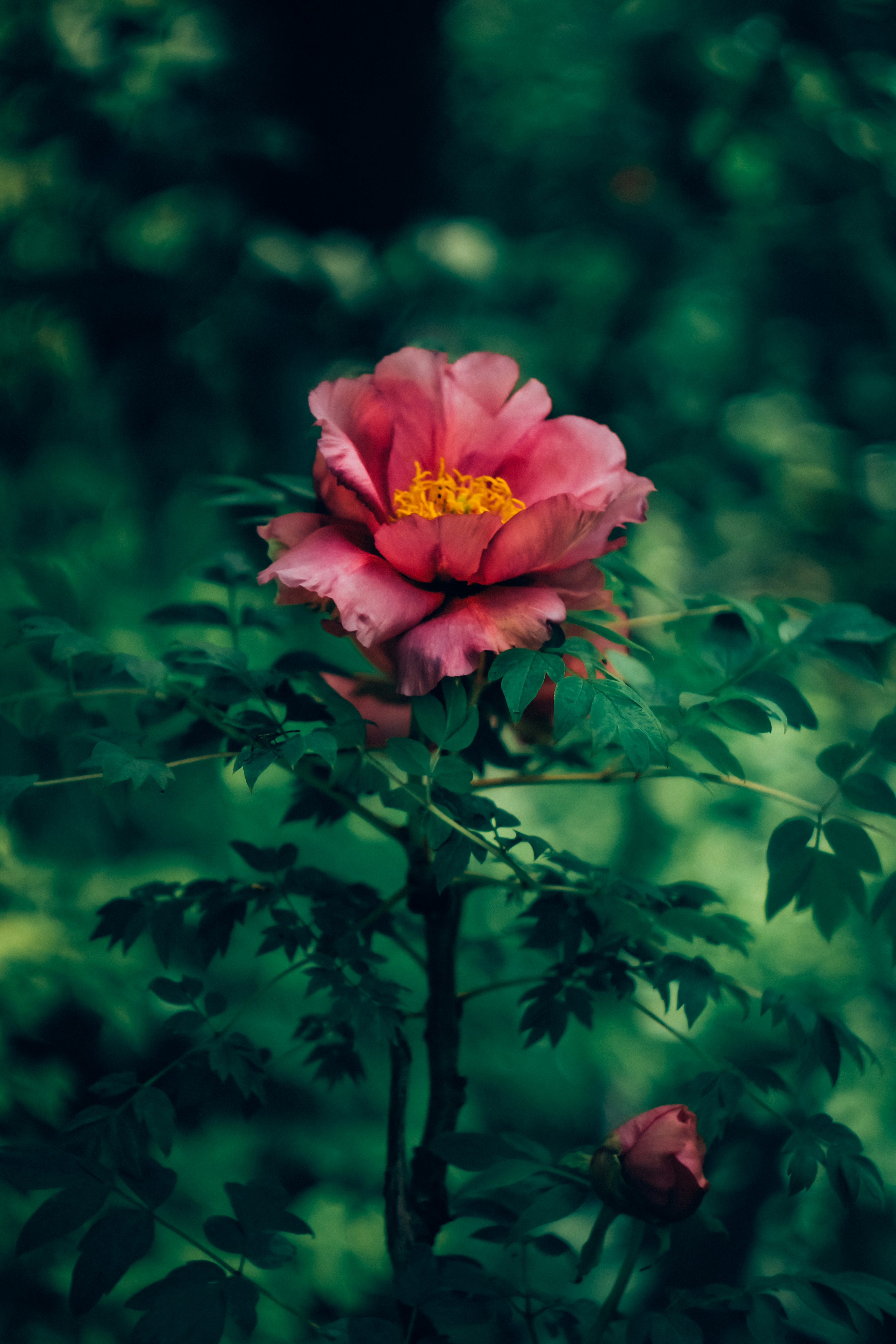 Photo by mineral_of_demon