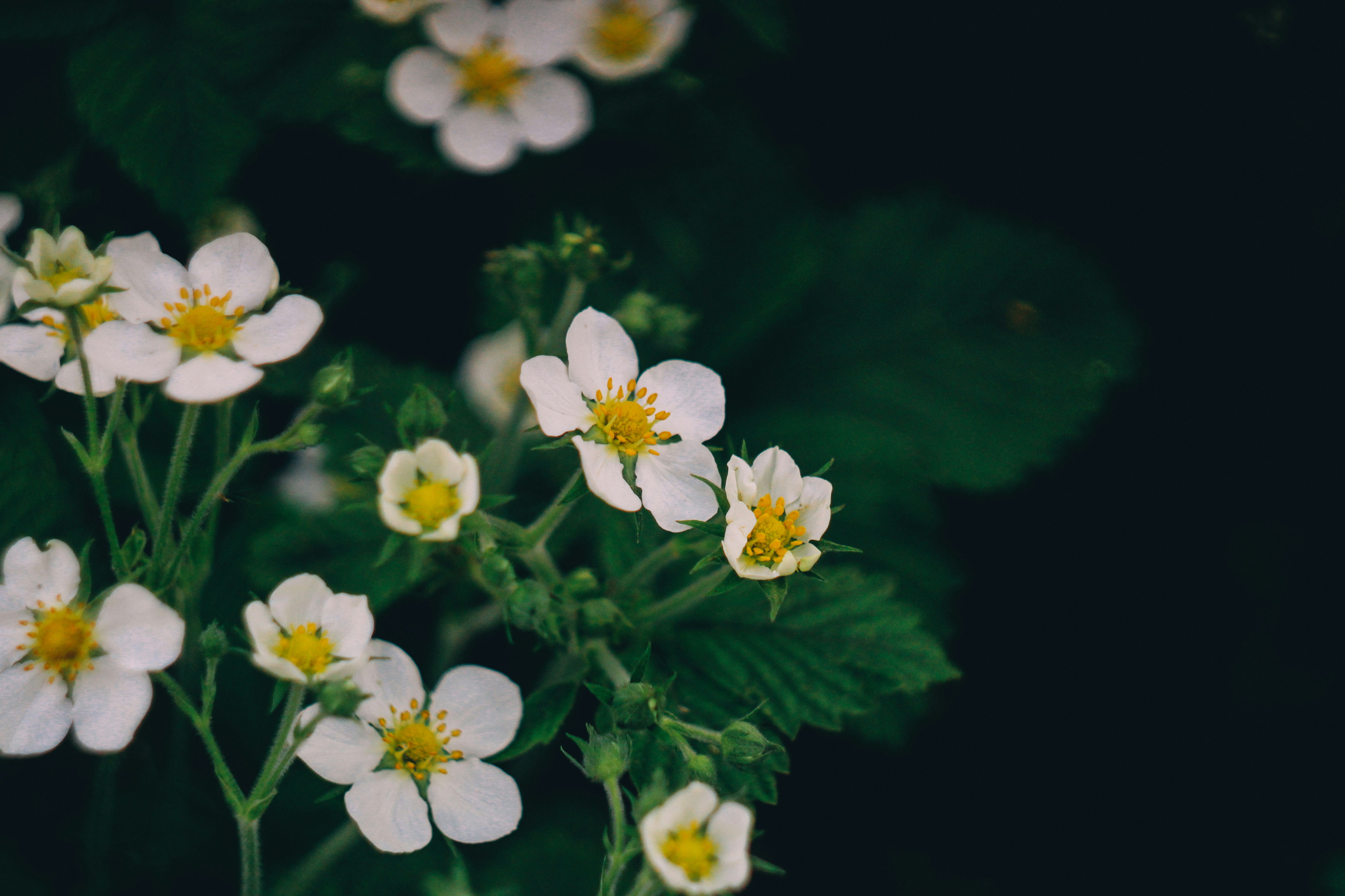 Photo by mineral_of_demon