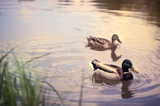 A couple of ducks are swimming in a pond