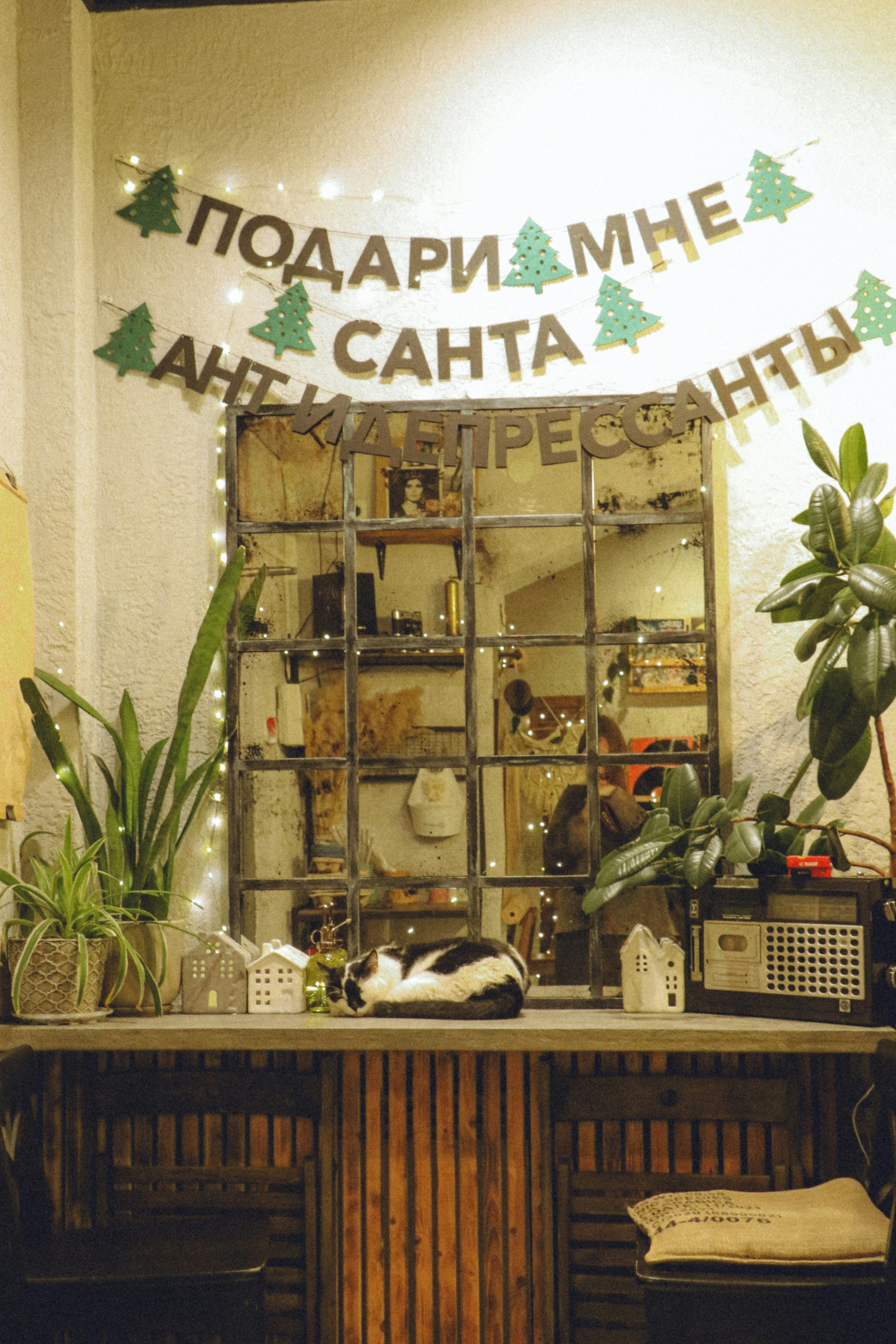 A store front with a cat sleeping on the counter