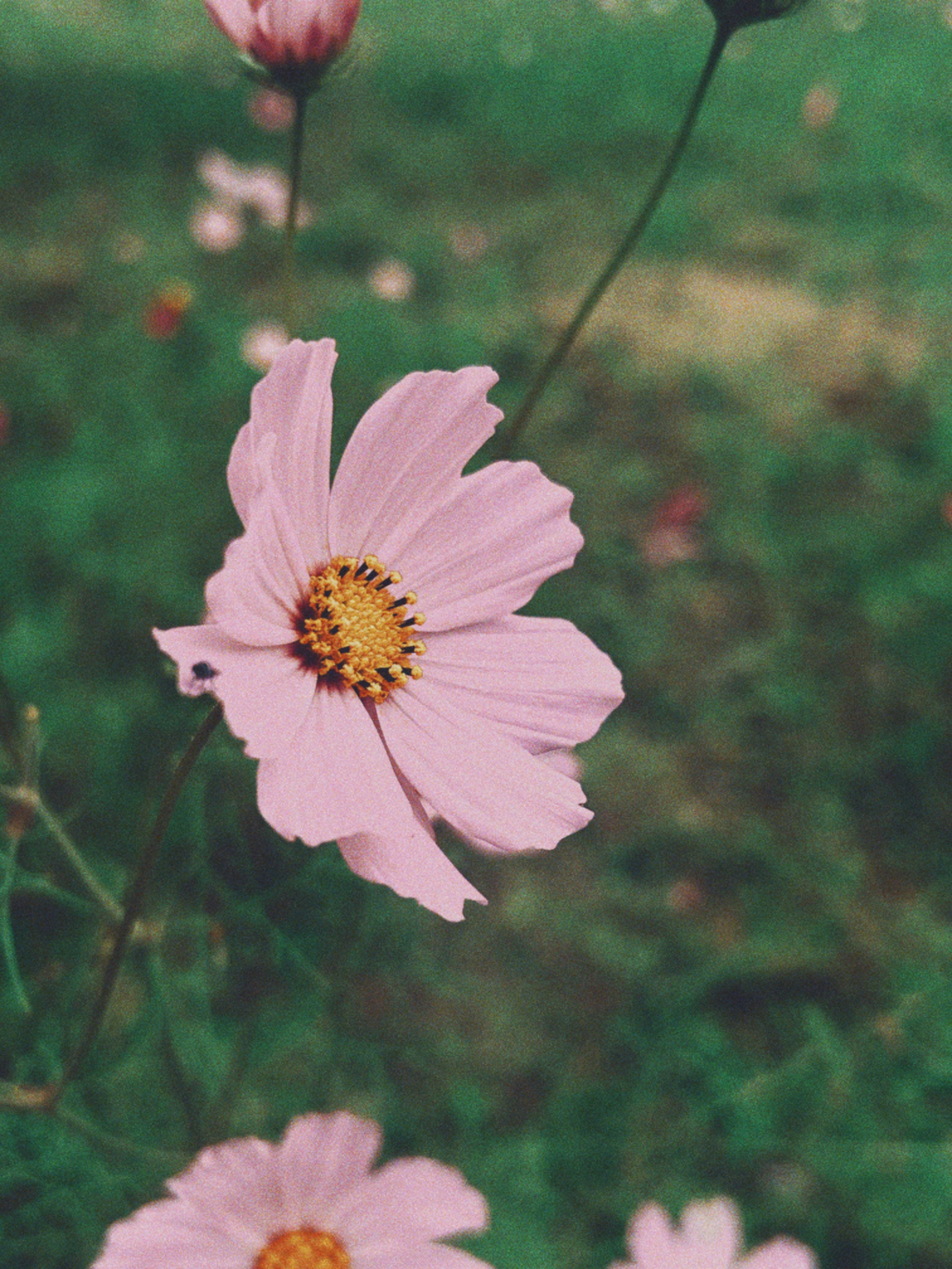 Pink flowers in a field of green grass photo – Free Flower Image on Unsplash, image size:3000x4000
