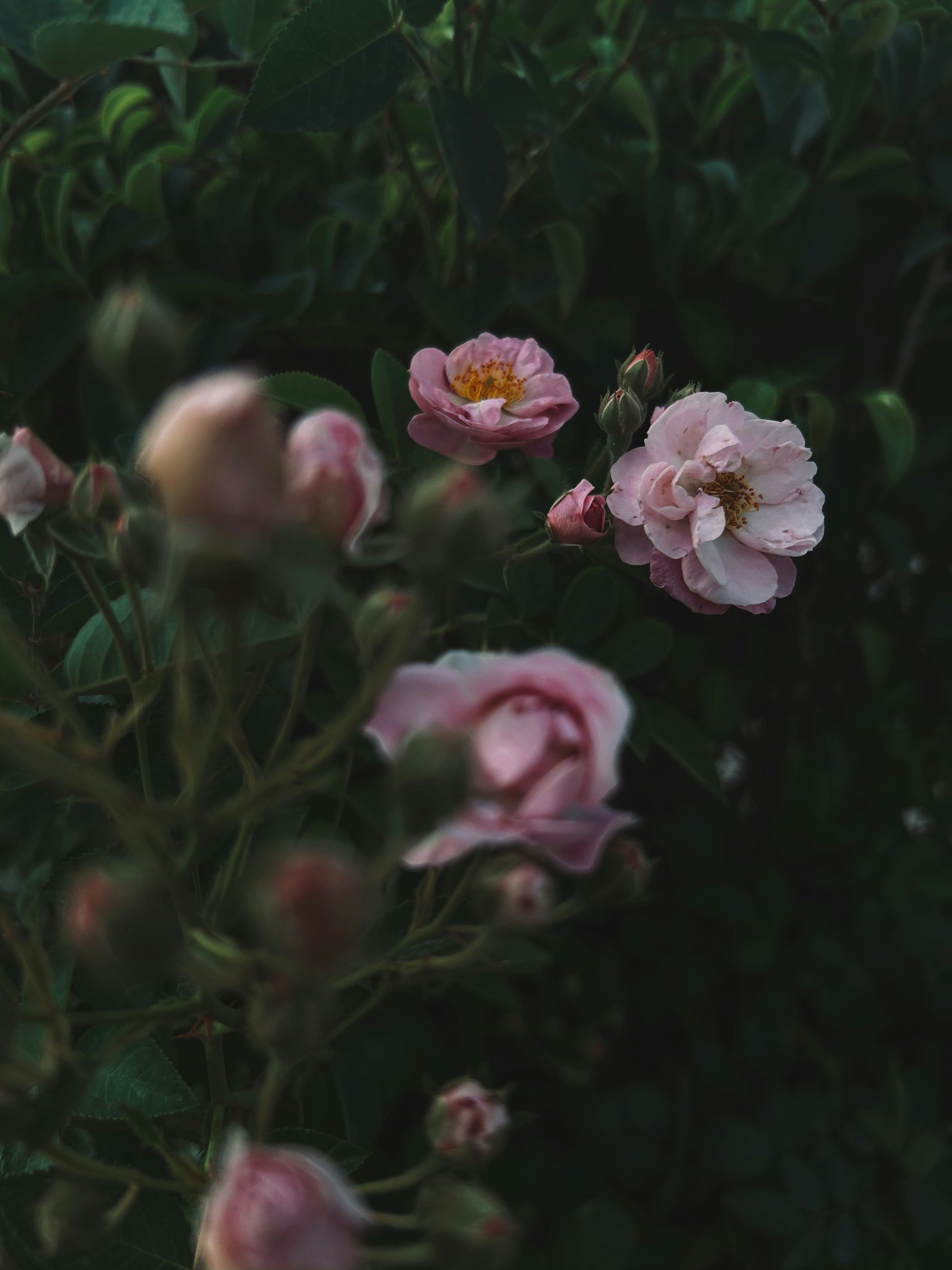 Photo by aryasphotodiary