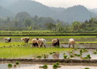 A herd of cattle grazing on a lush green field