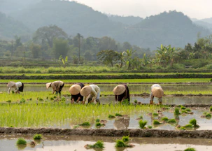 A herd of cattle grazing on a lush green field