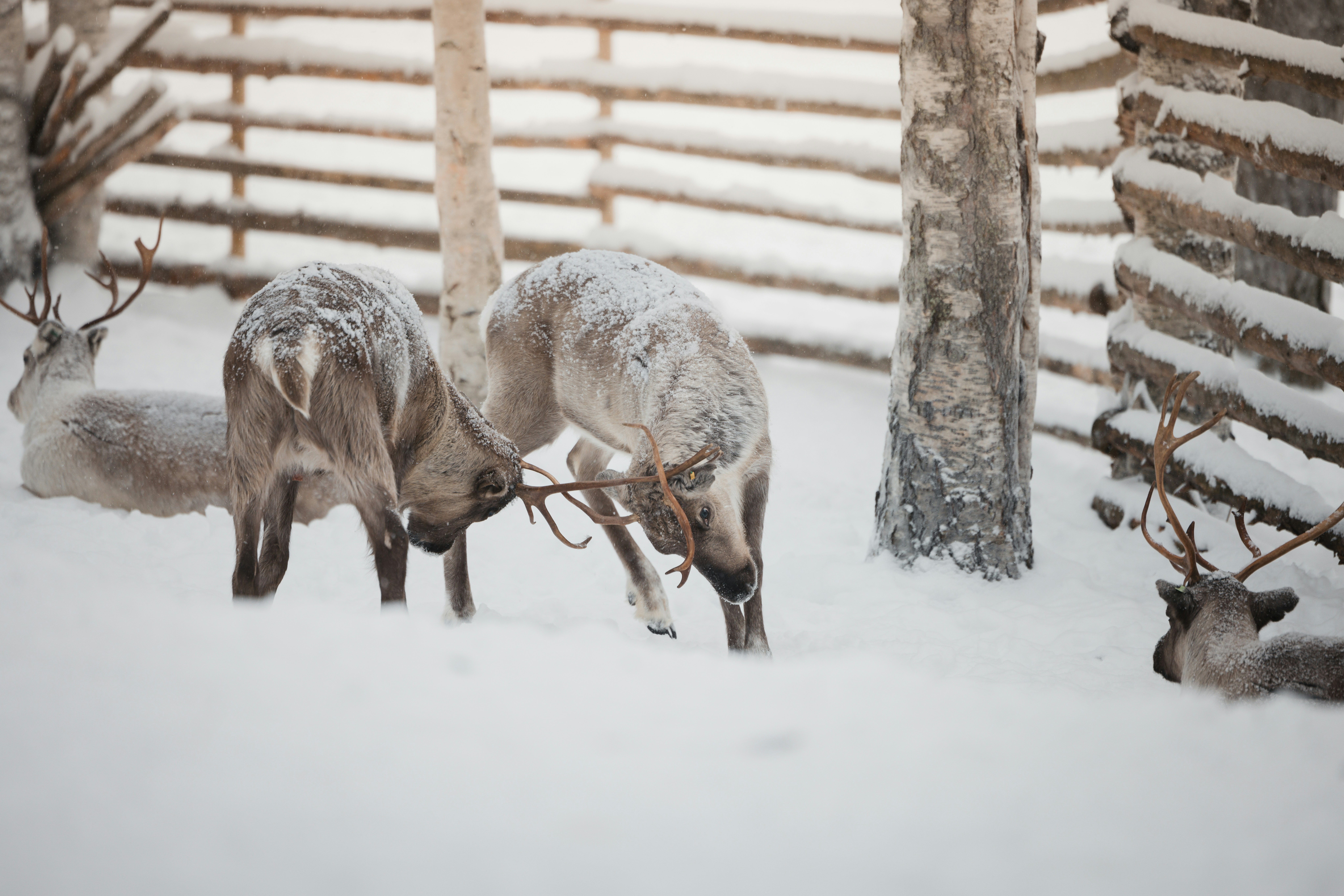 A herd of deer standing on top of snow covered ground