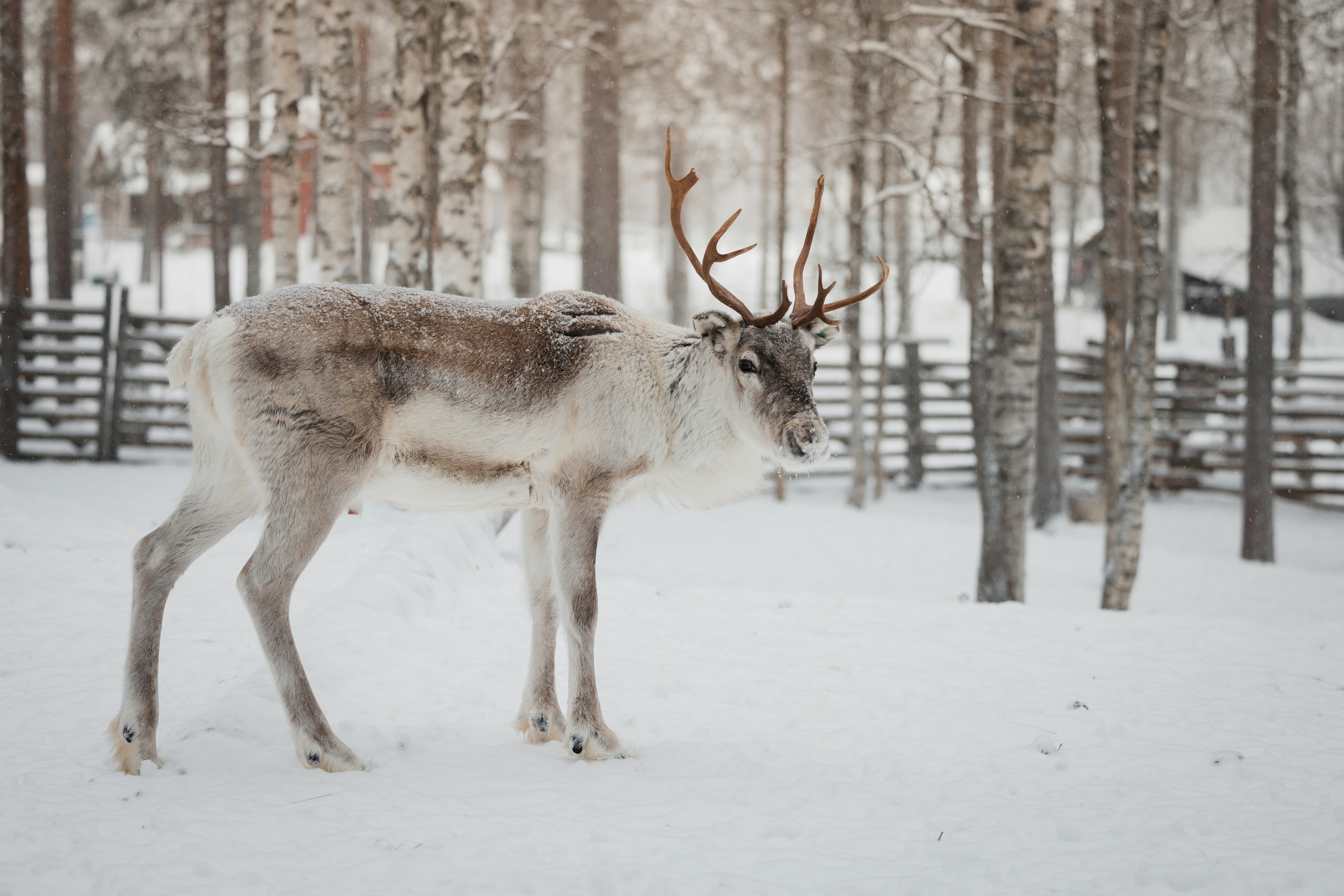 A reindeer standing in the middle of a snowy forest
