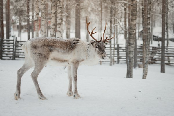A reindeer in a snowy forest — Levi, Finland