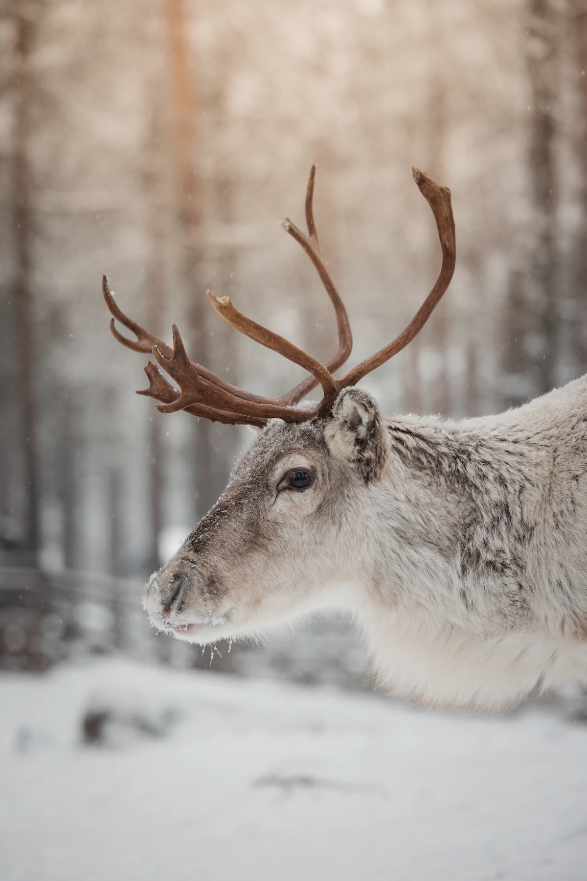 Lapland wilderness