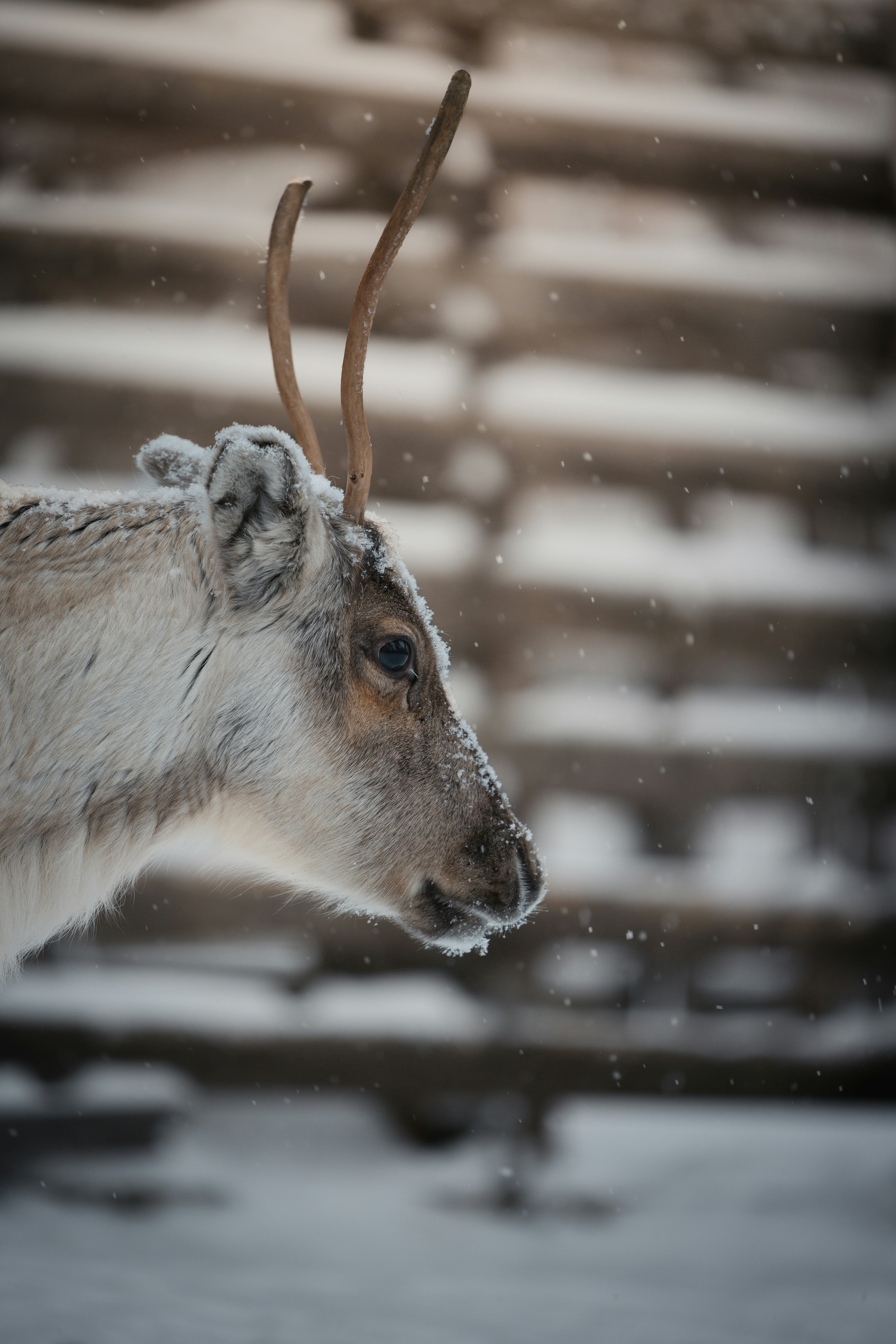 Levi – Natural Environment & Landscapes