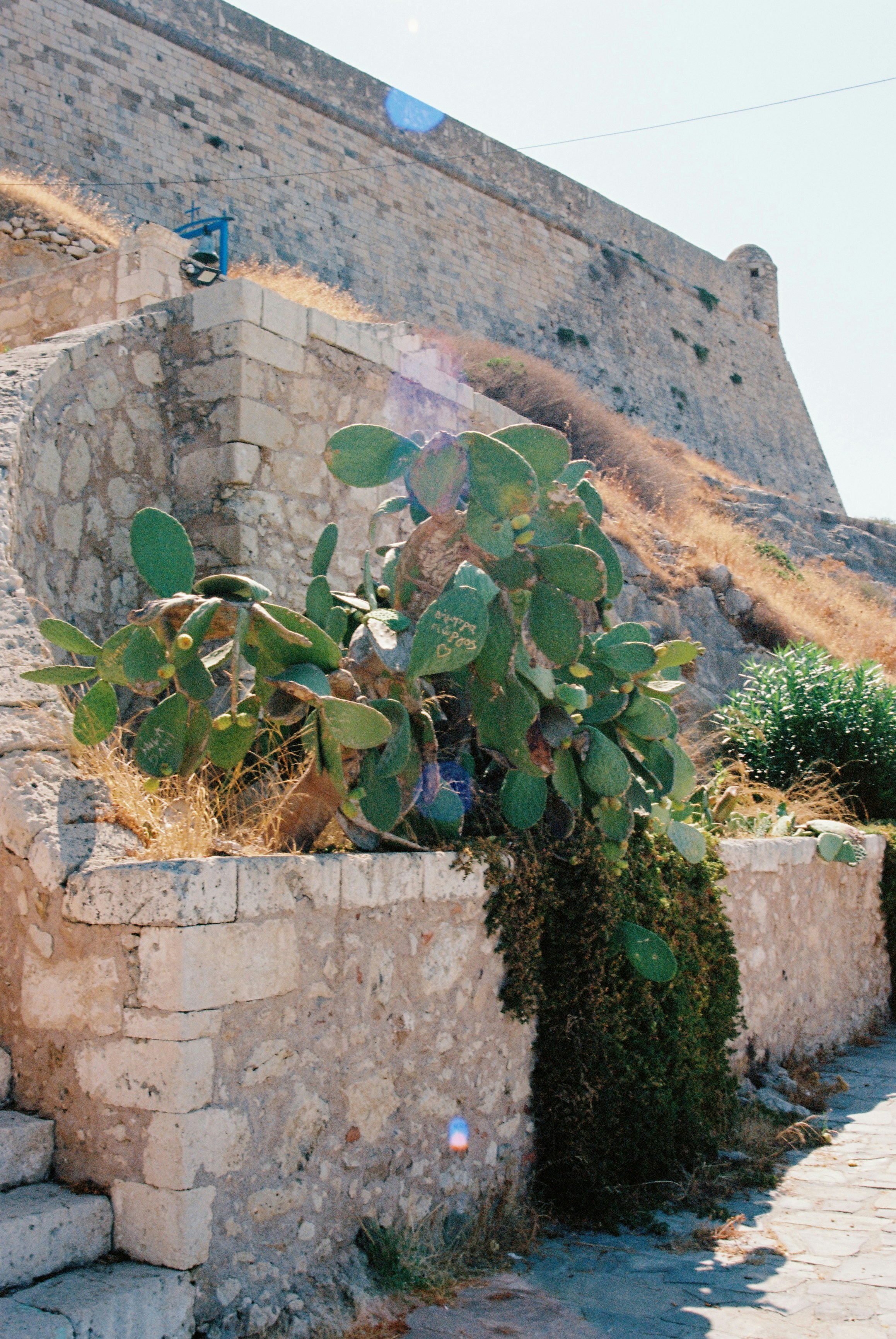 A stone building with a cactus growing out of it
