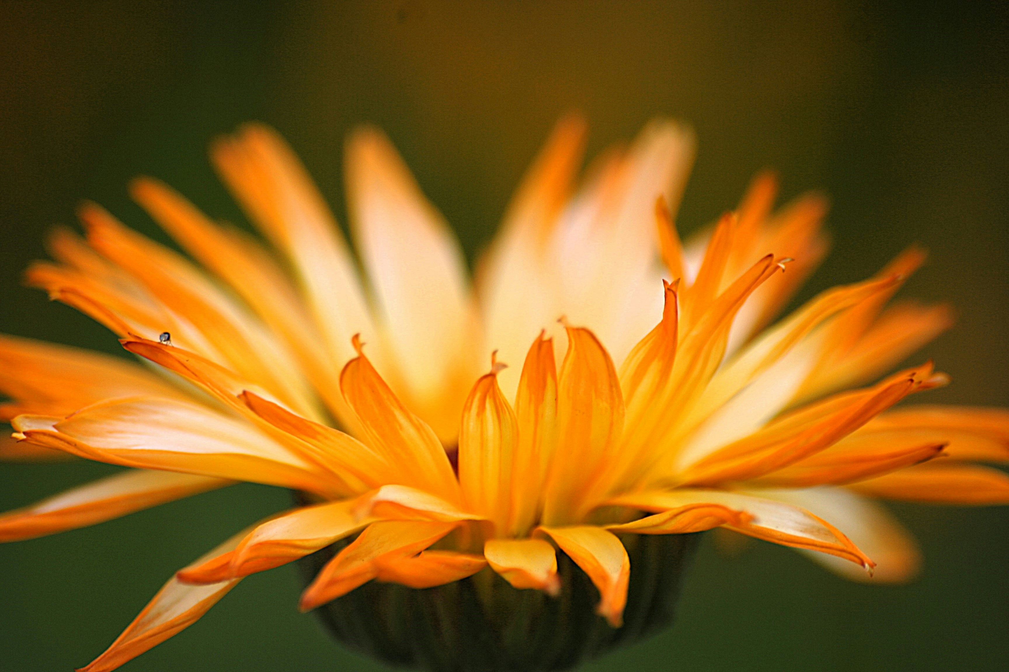 Photo by sandragayan_vincent