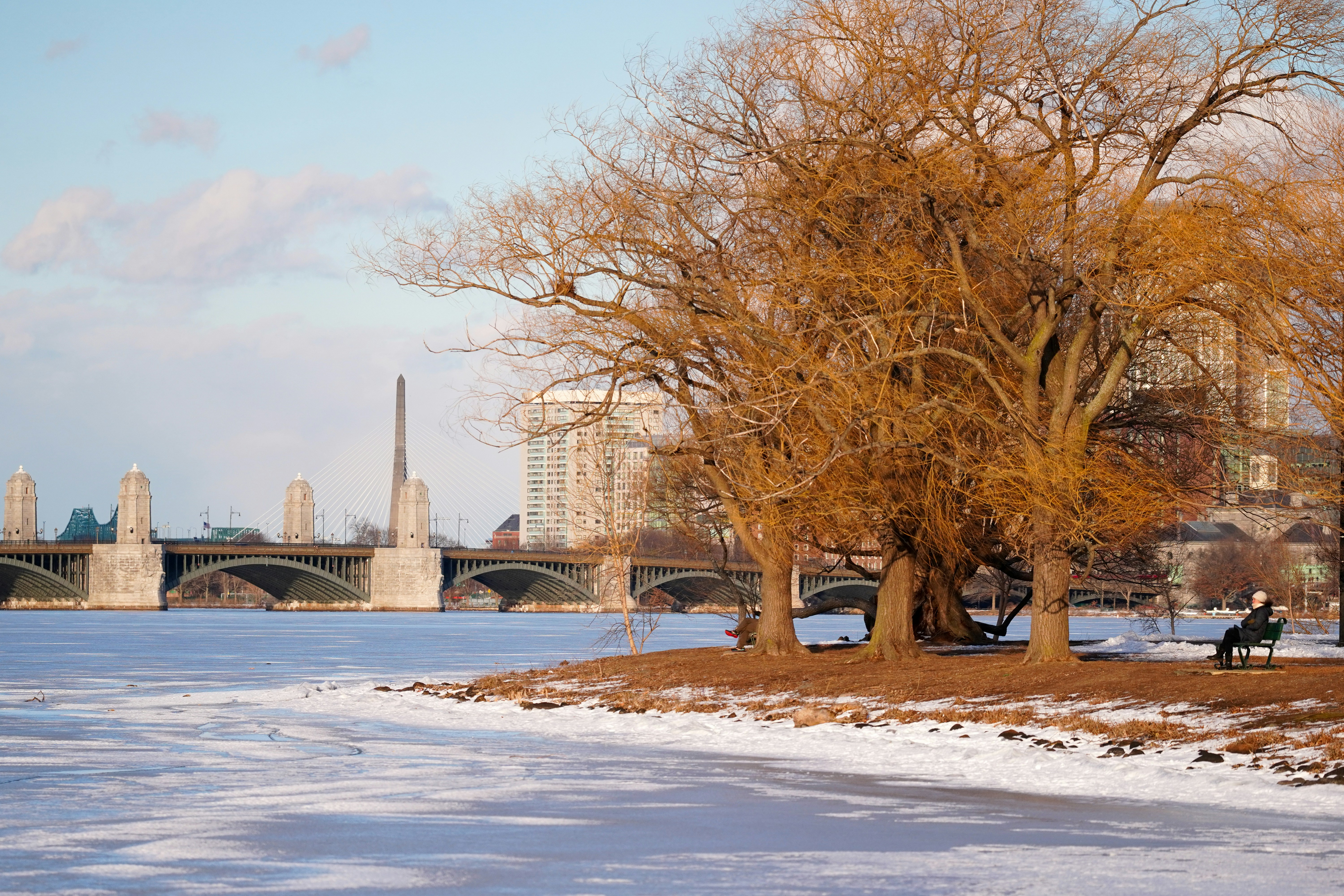 Un par de árboles que están en la nieve