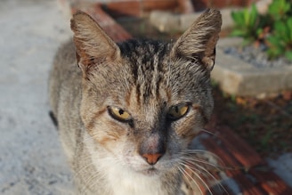 A close up of a cat on a sidewalk
