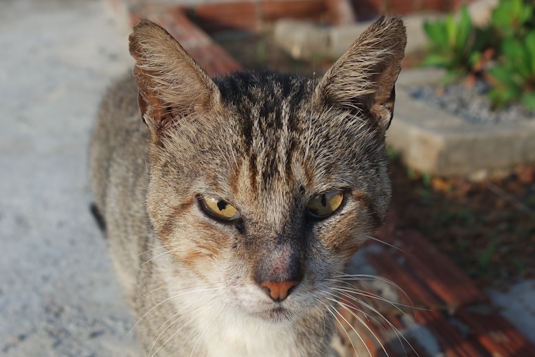 A close up of a cat on a sidewalk