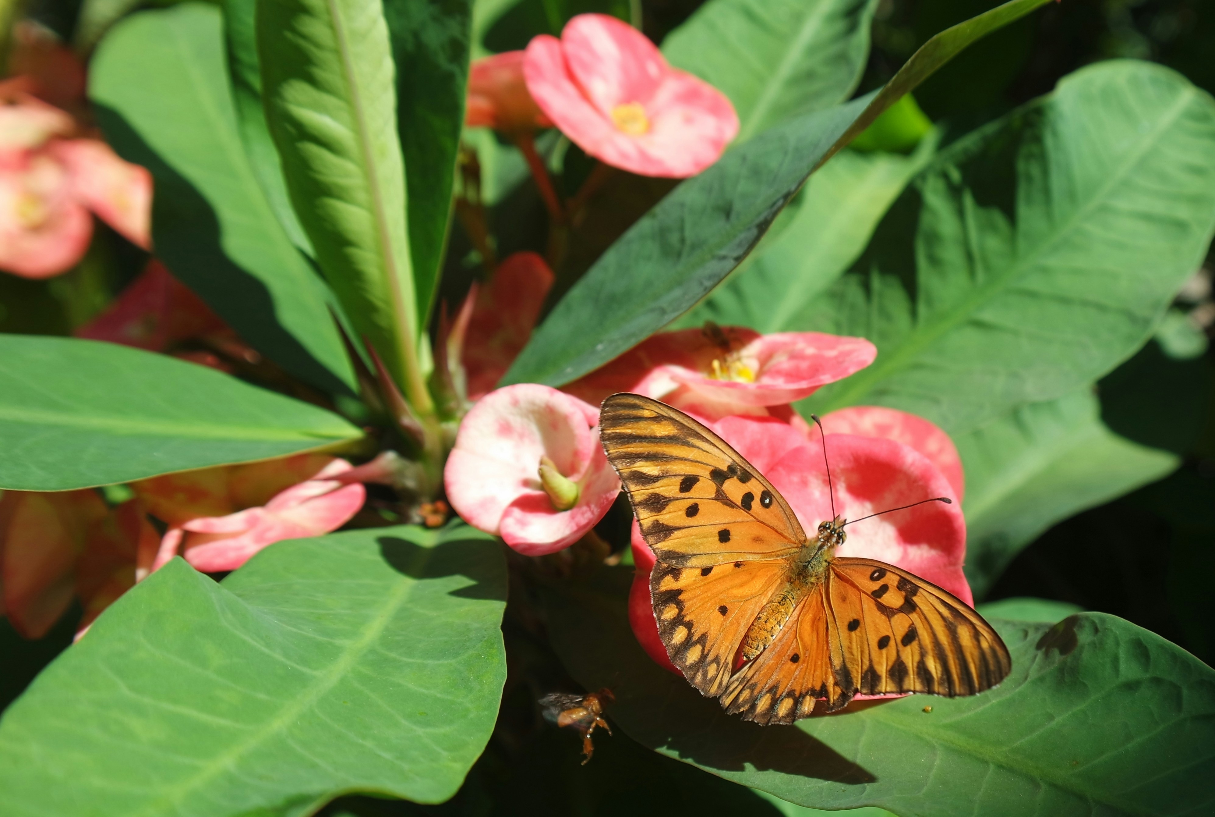 A butterfly sitting on top of a pink flower