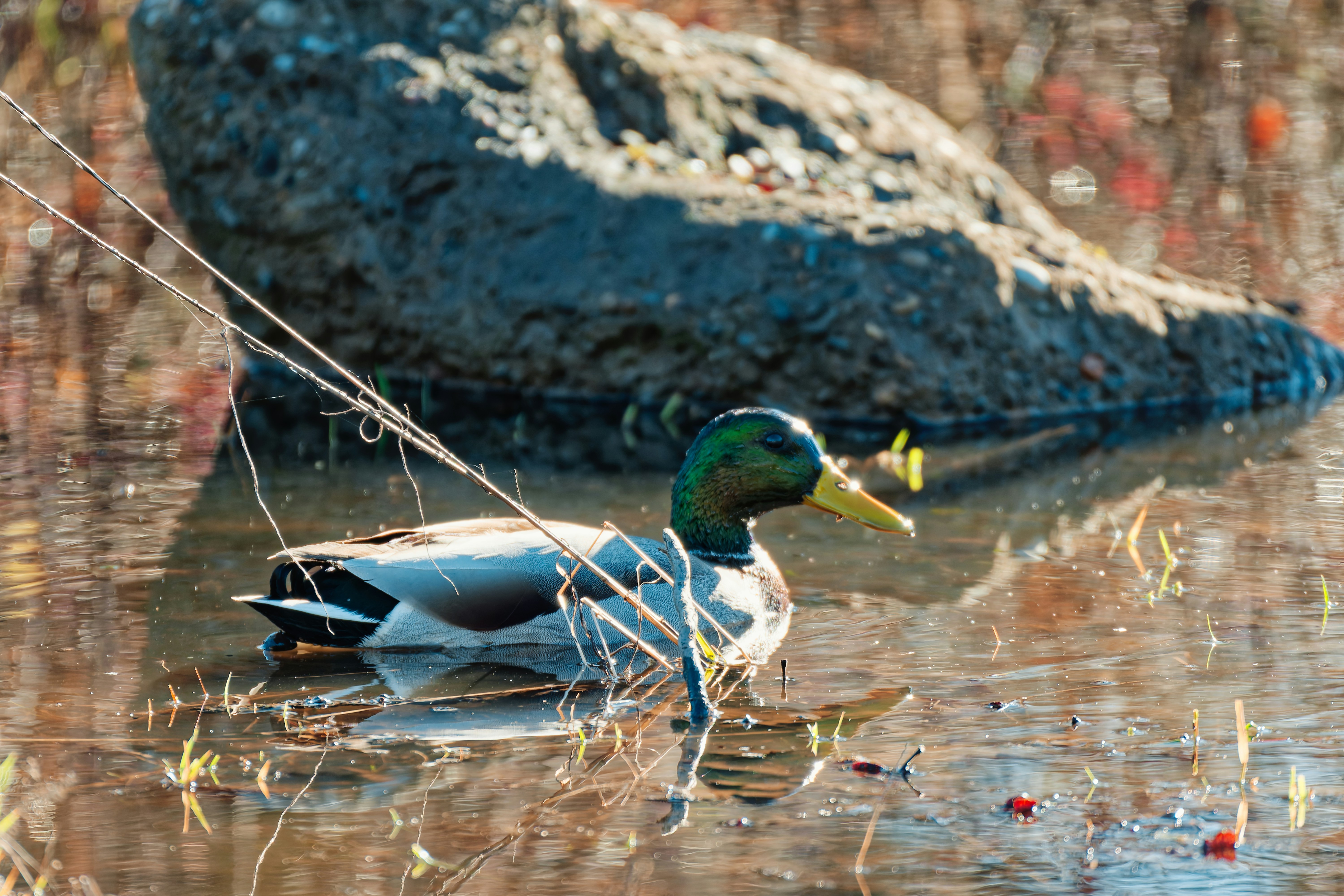A duck in the water near a large rock