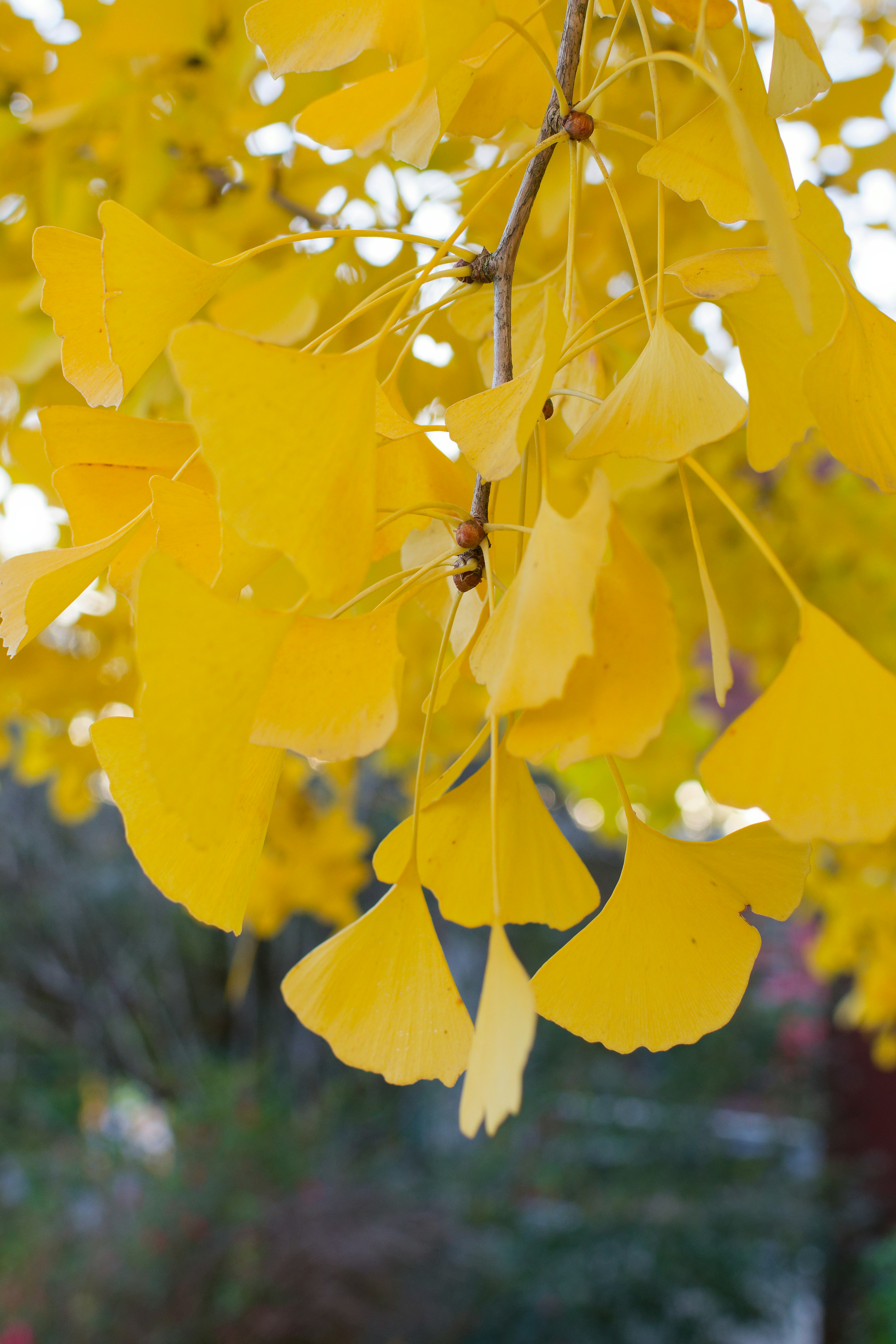 Yellow leaves hang from a tree in a park