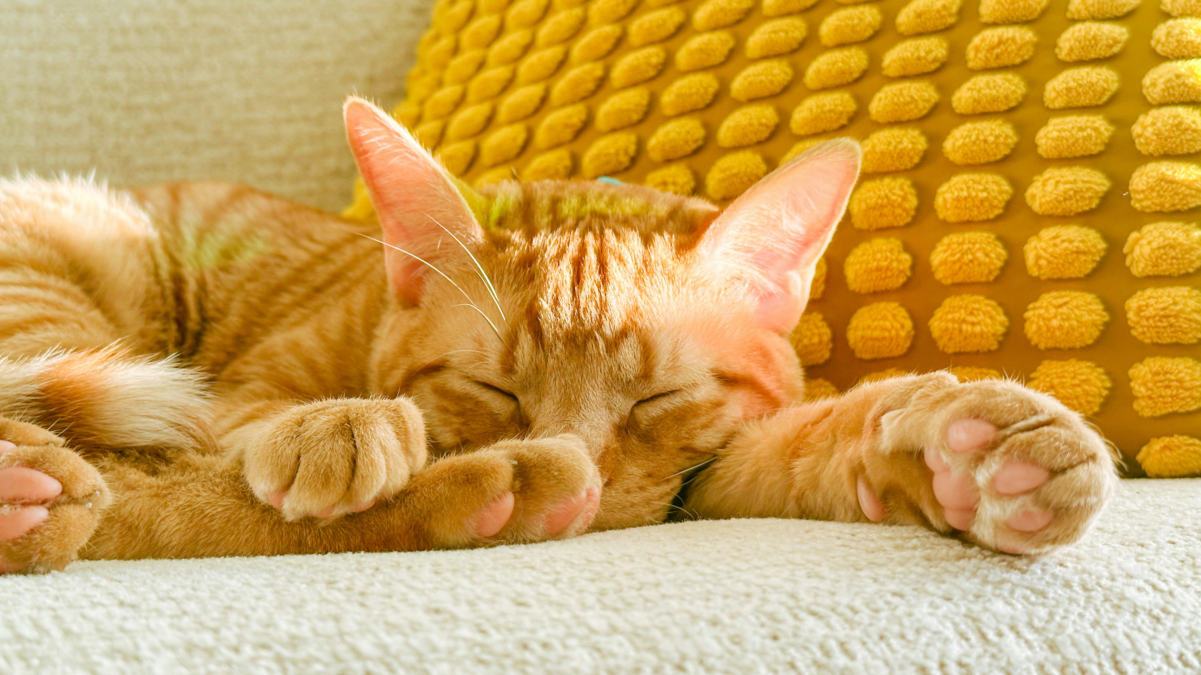 A cat laying on its back on a couch